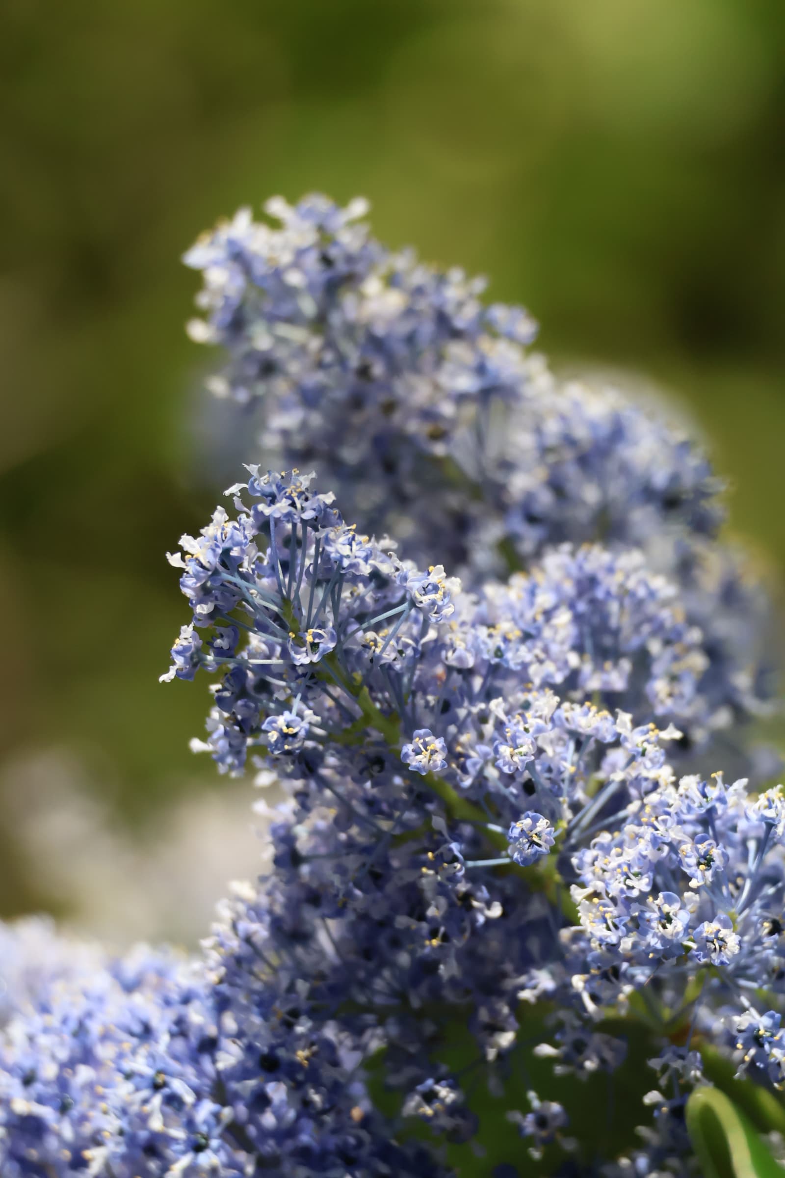 Flower 399