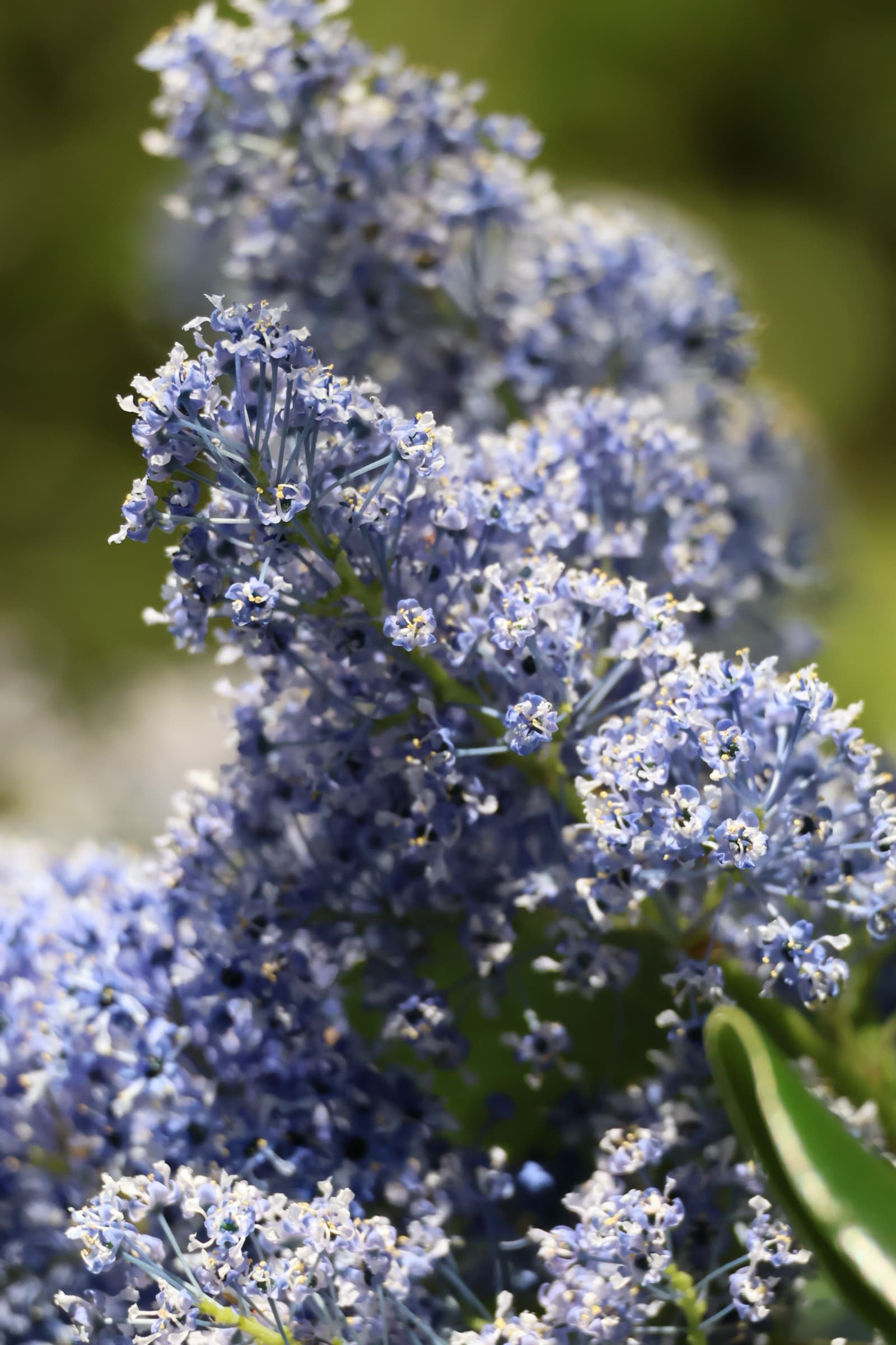 Flower 544