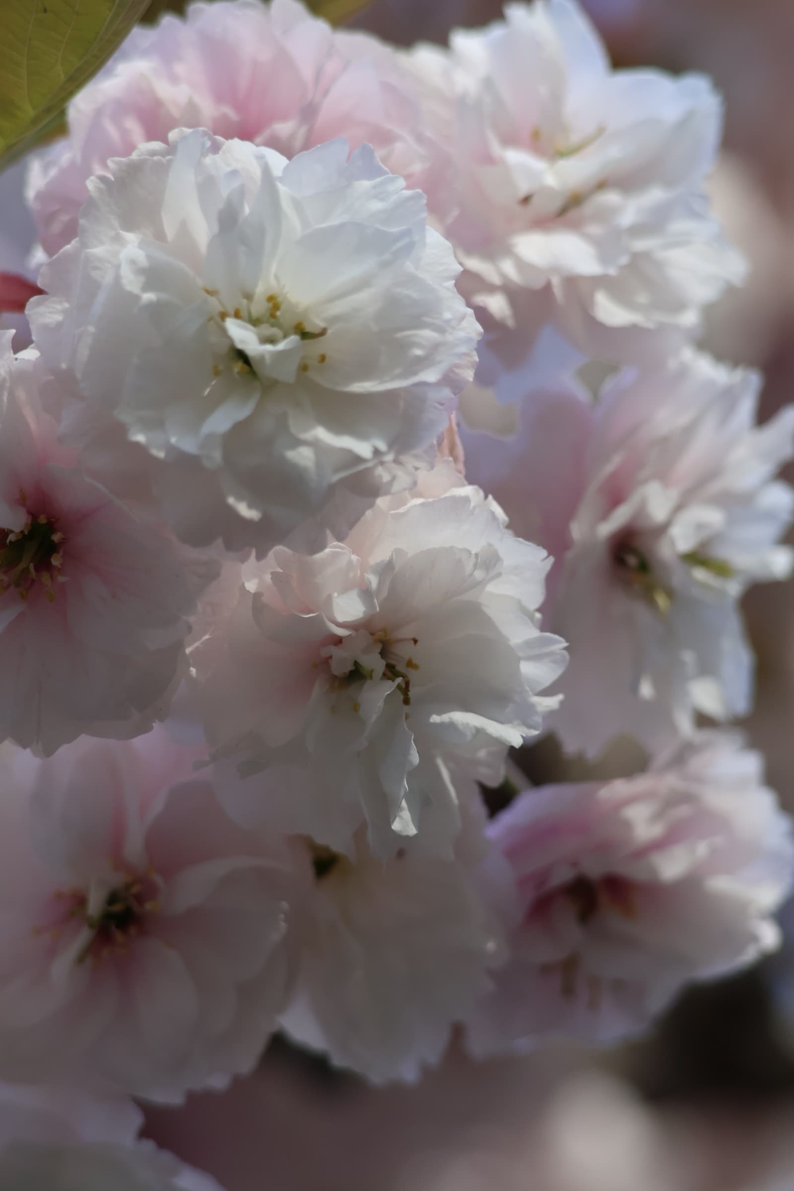 Flower 355