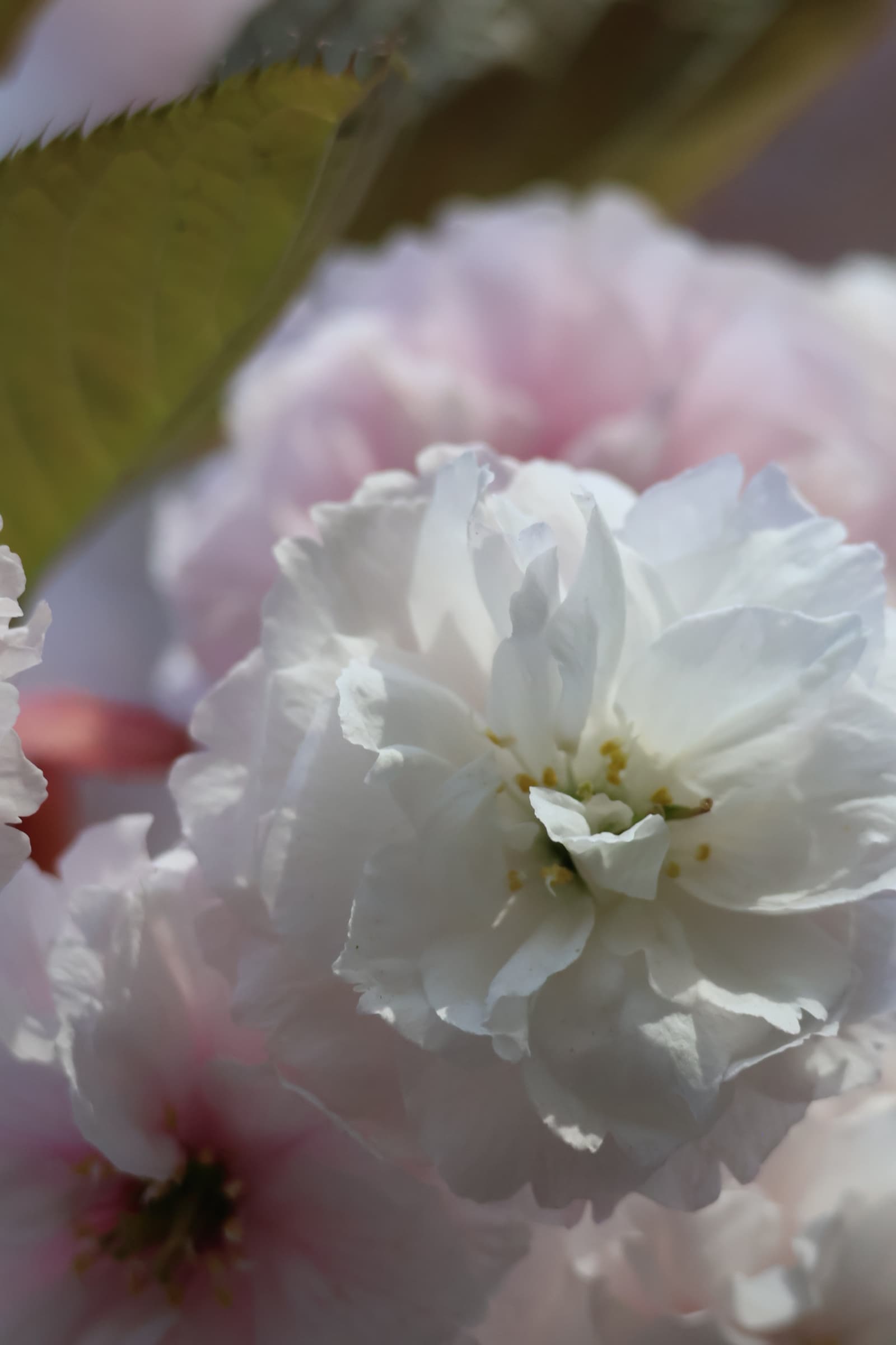 Flower 186