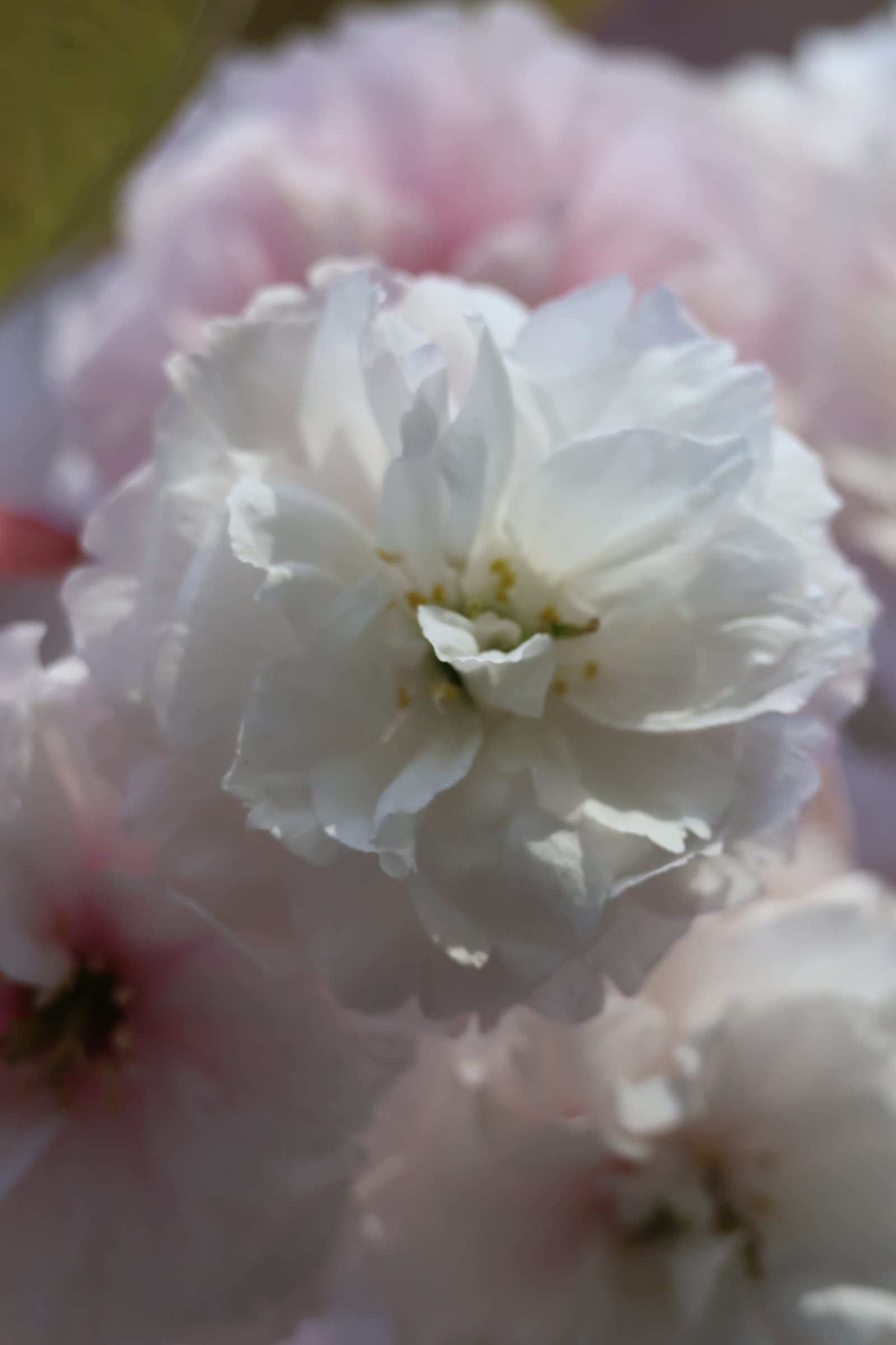 Flower 483