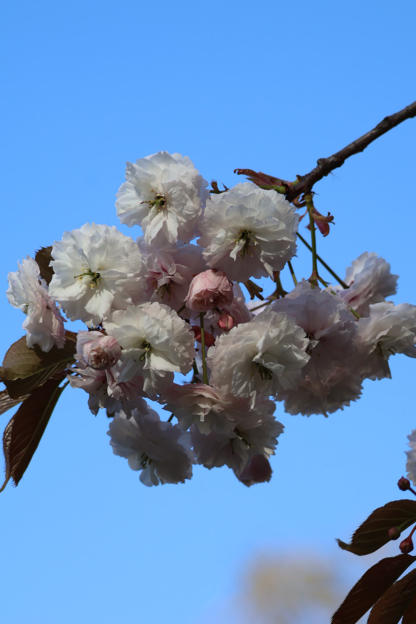 Flower 158