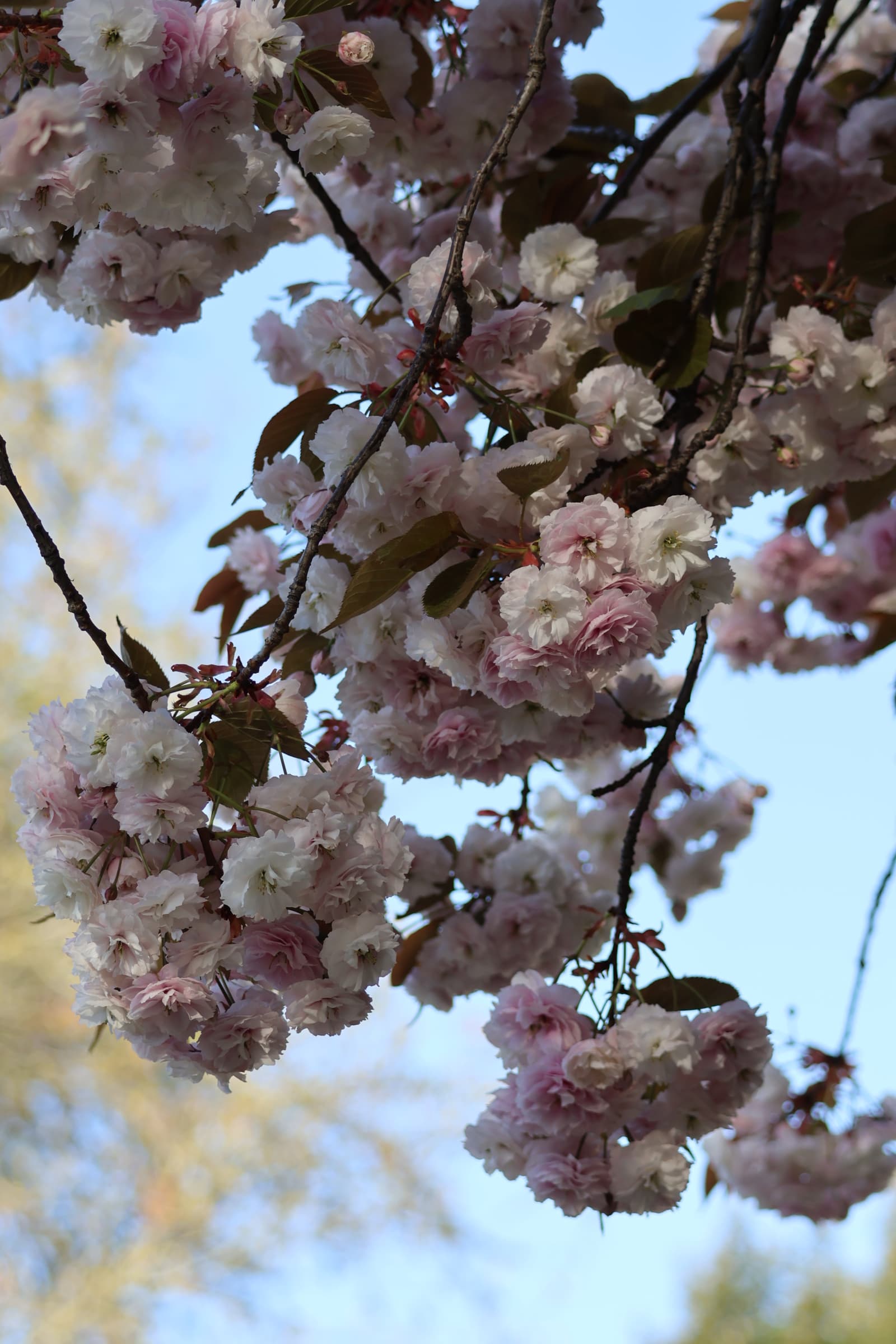 Flower 173