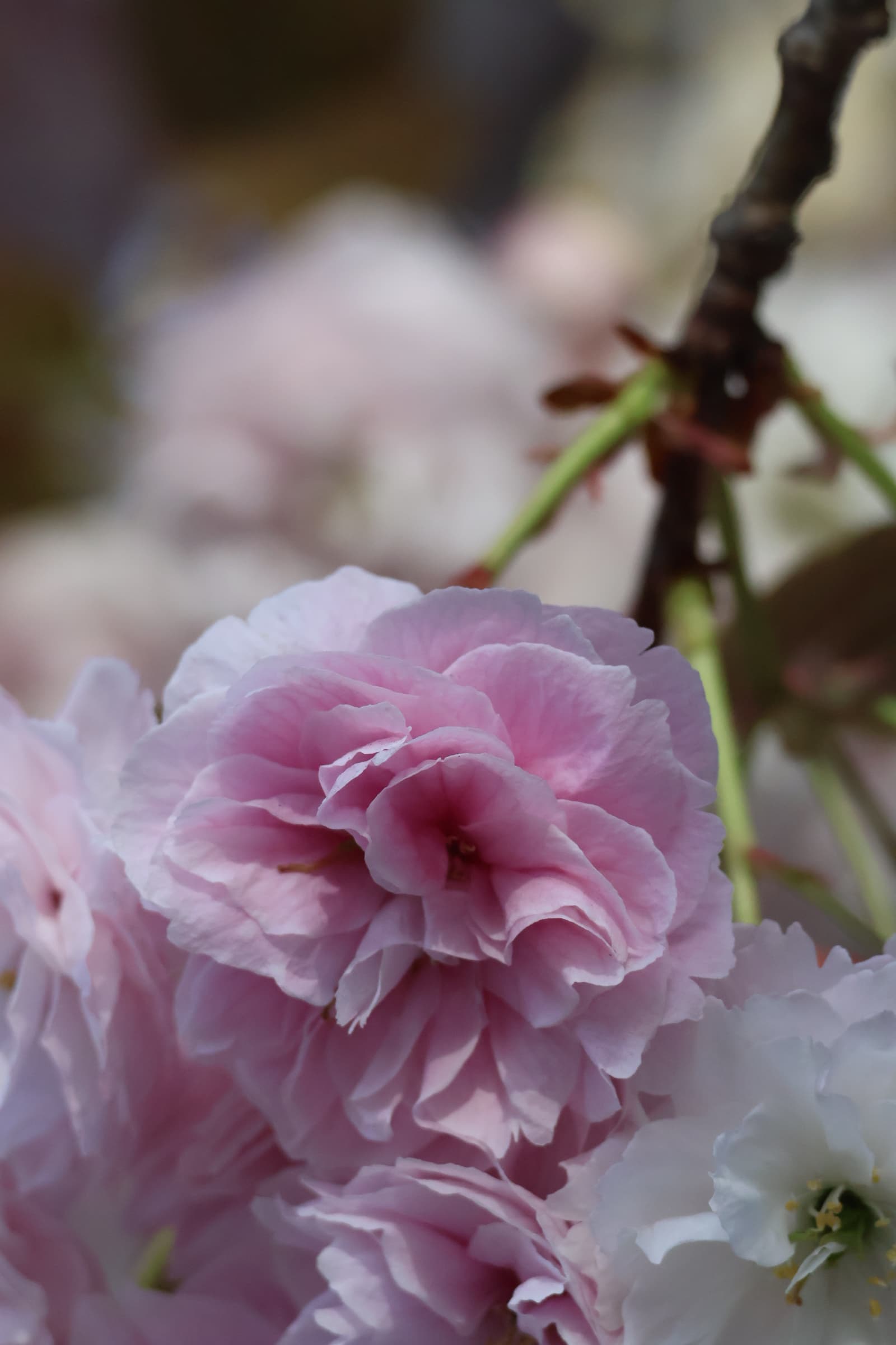 Flower 54