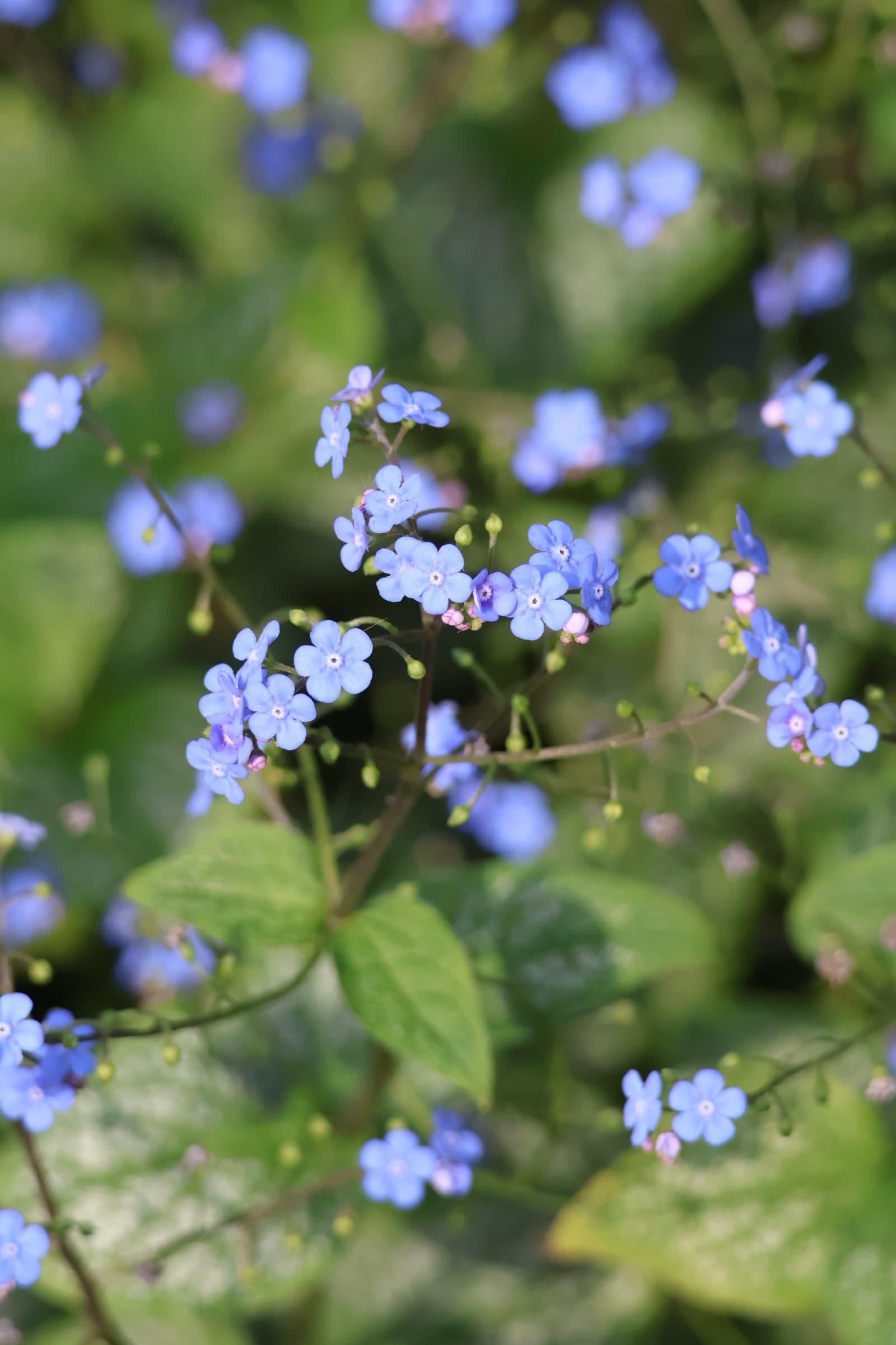 Flower 165