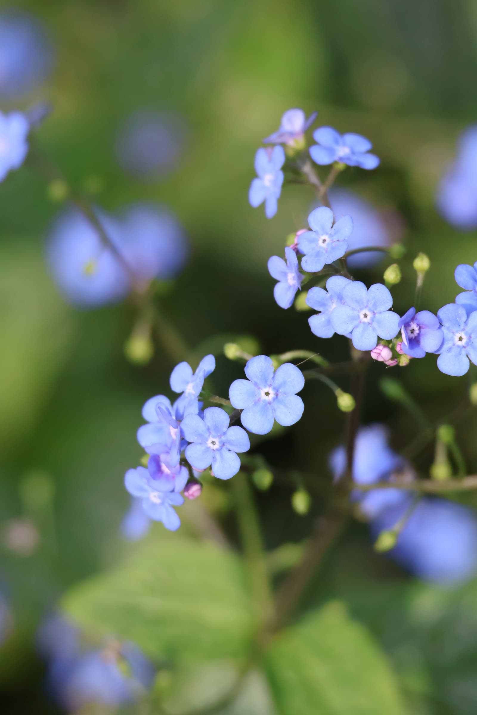 Flower 471