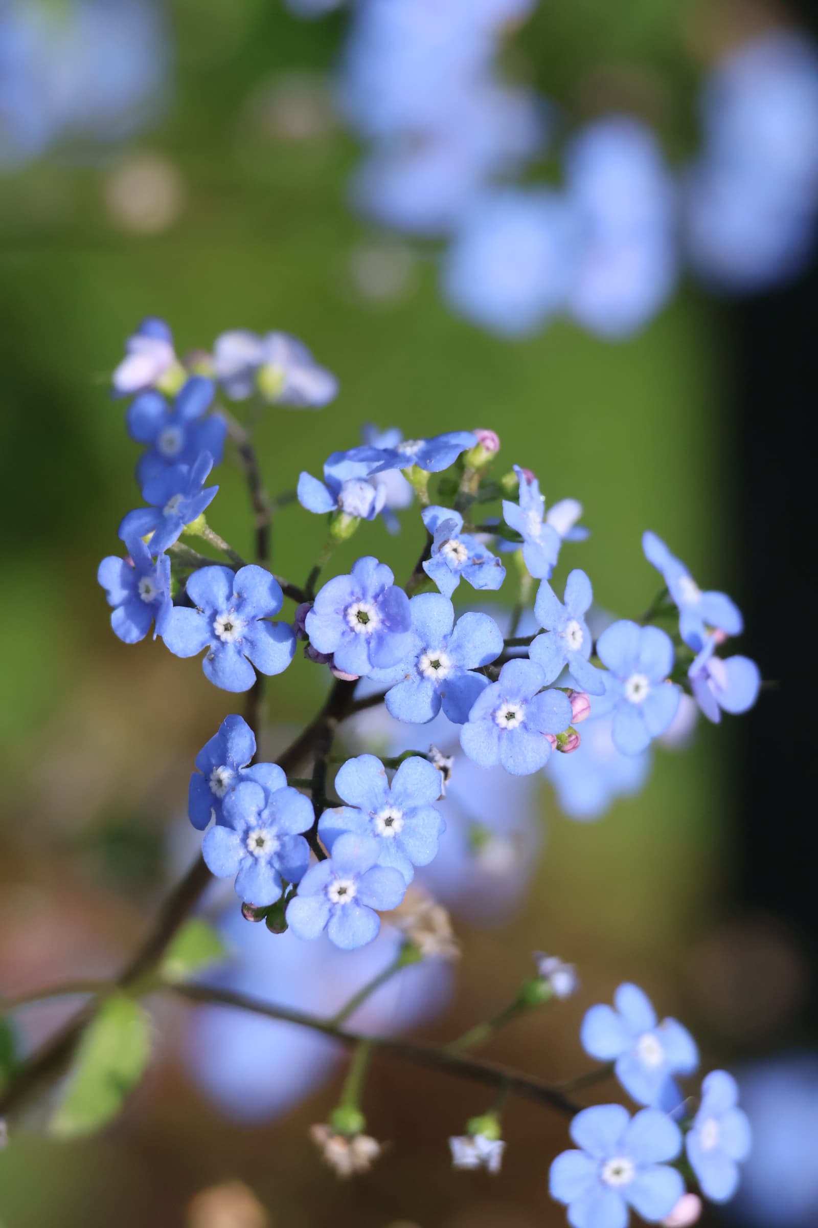 Flower 436