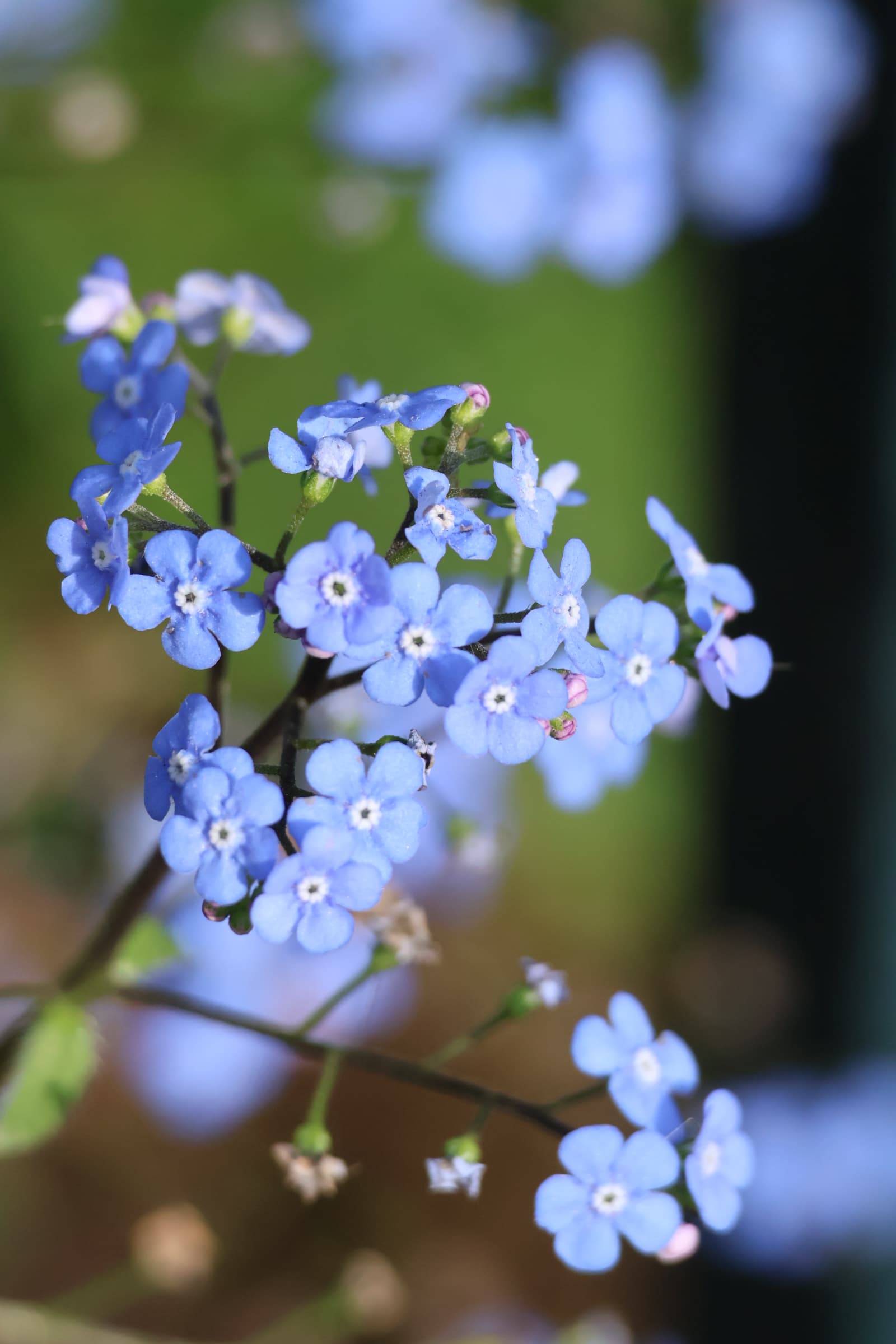 Flower 412