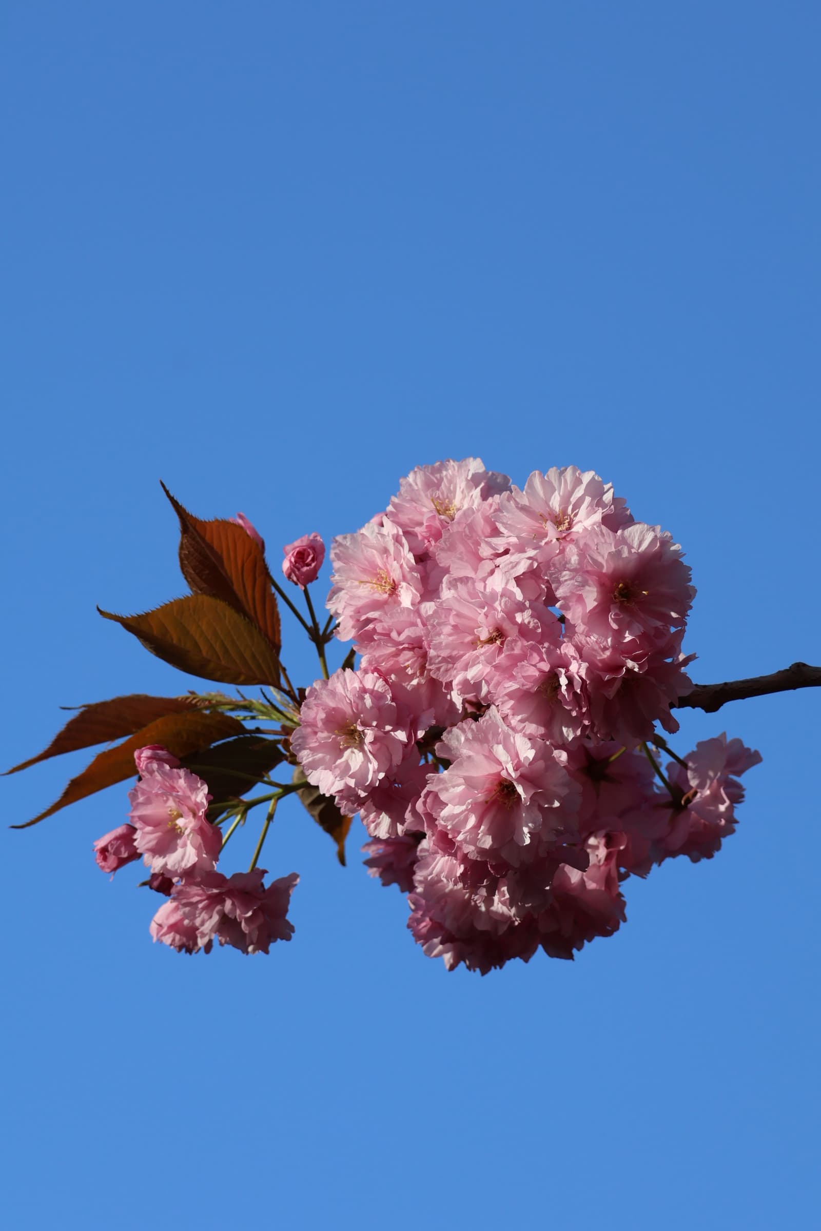 Flower 117