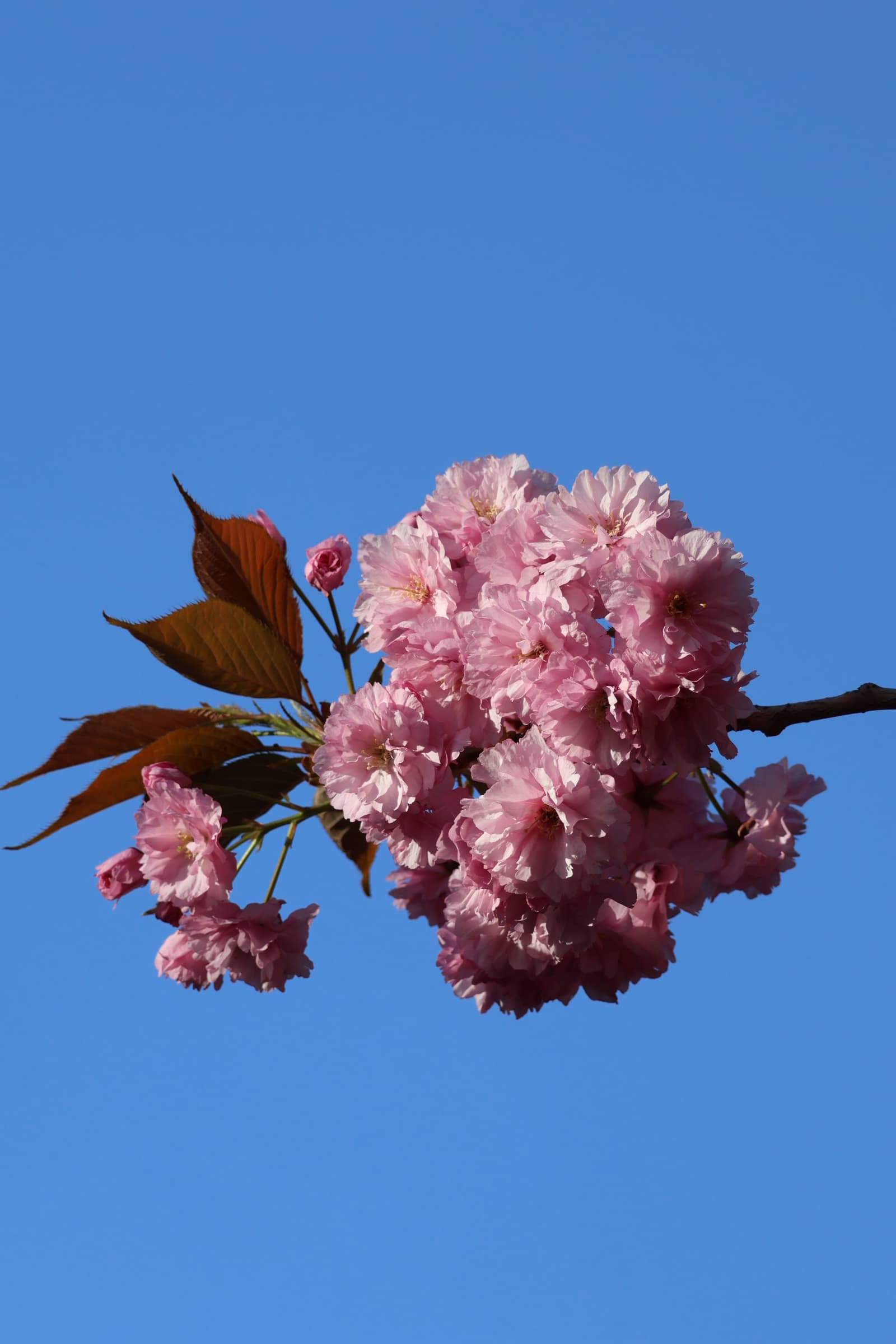 Flower 460