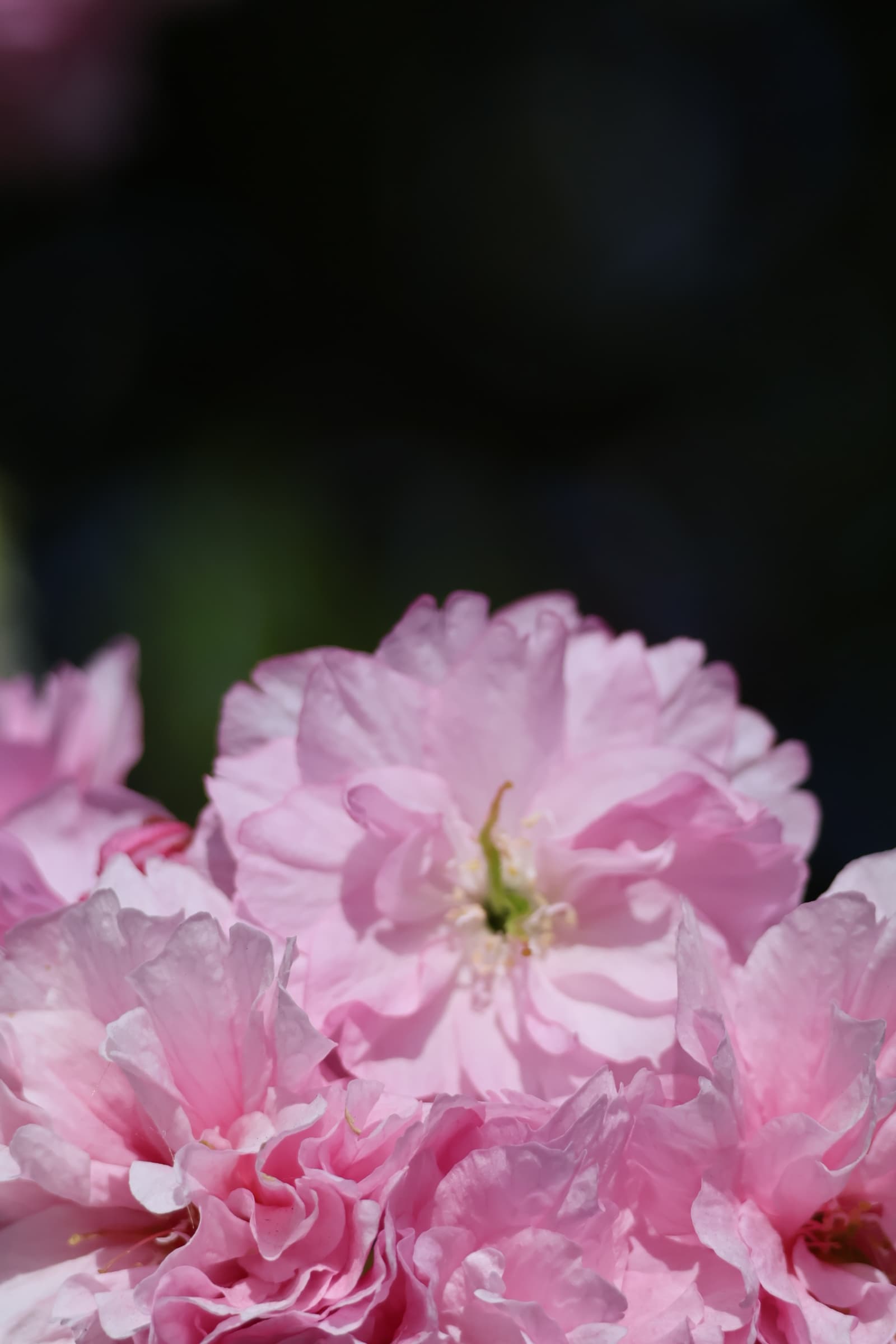 Flower 450