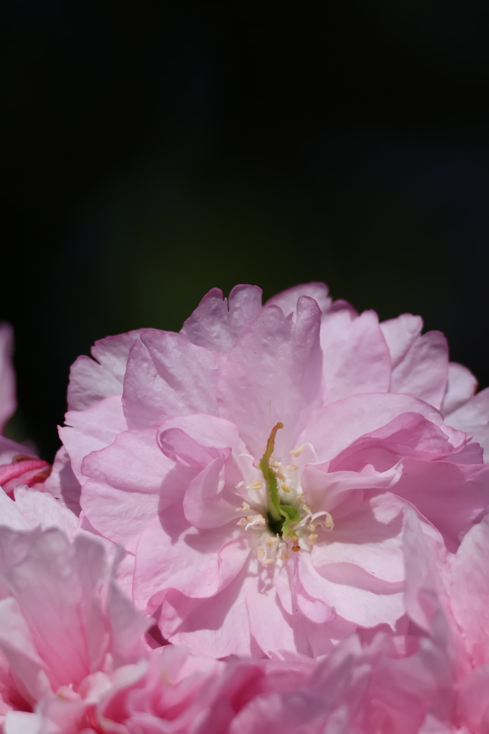Flower 174