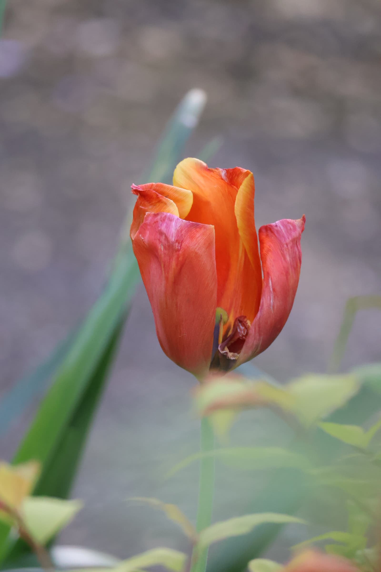 Flower 115