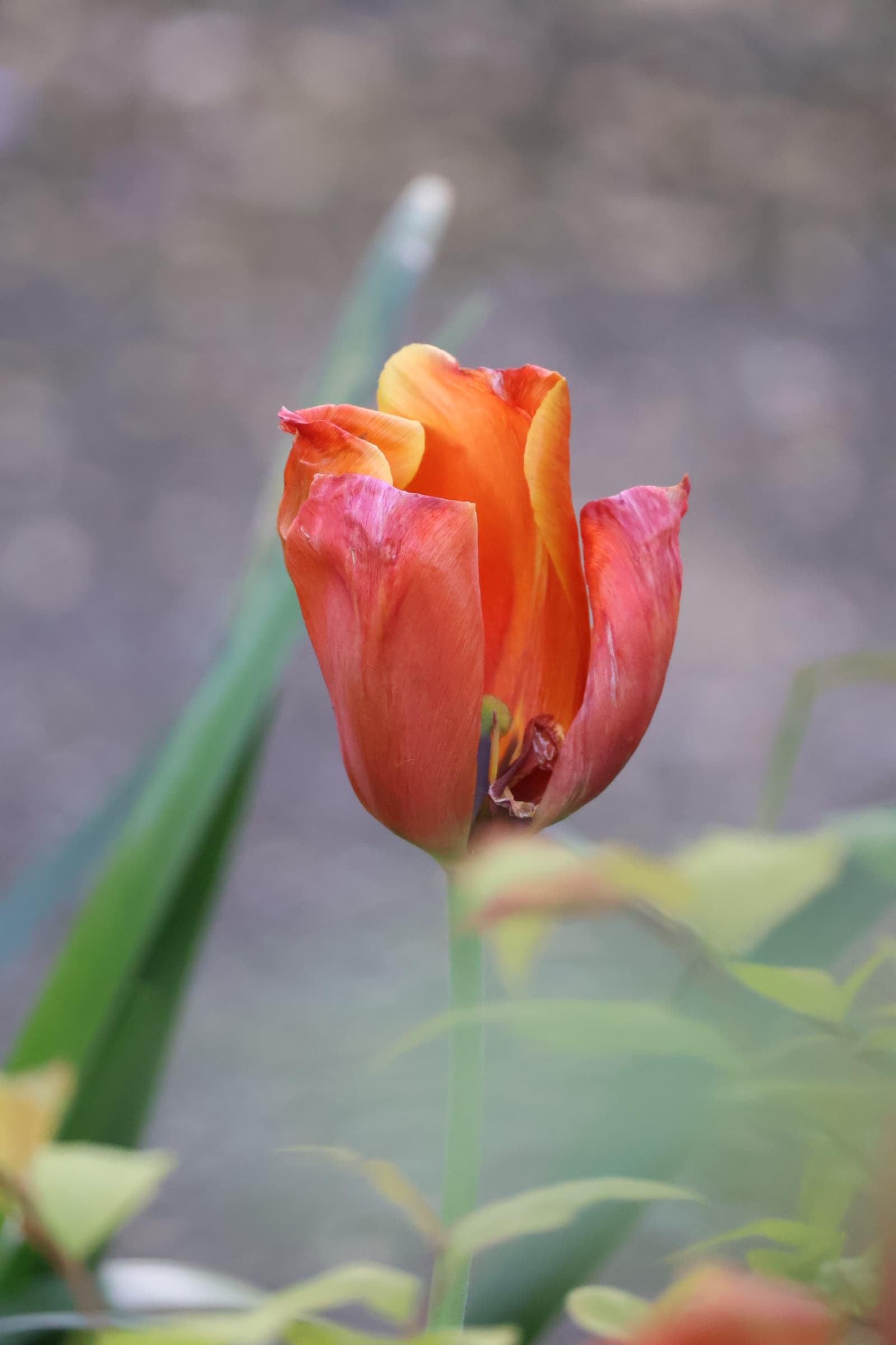 Flower 418