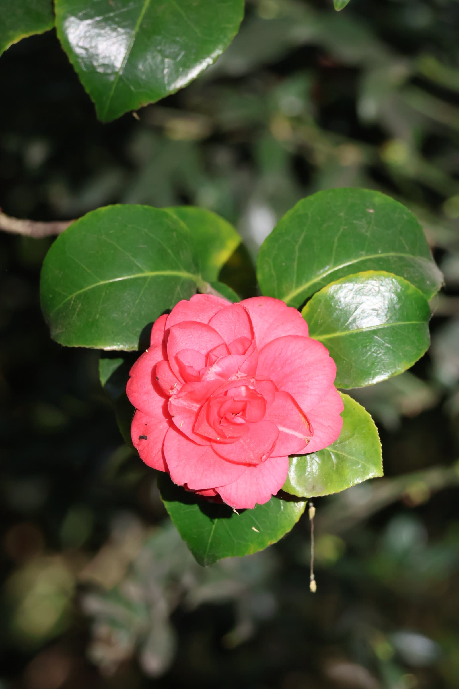 Flower 37