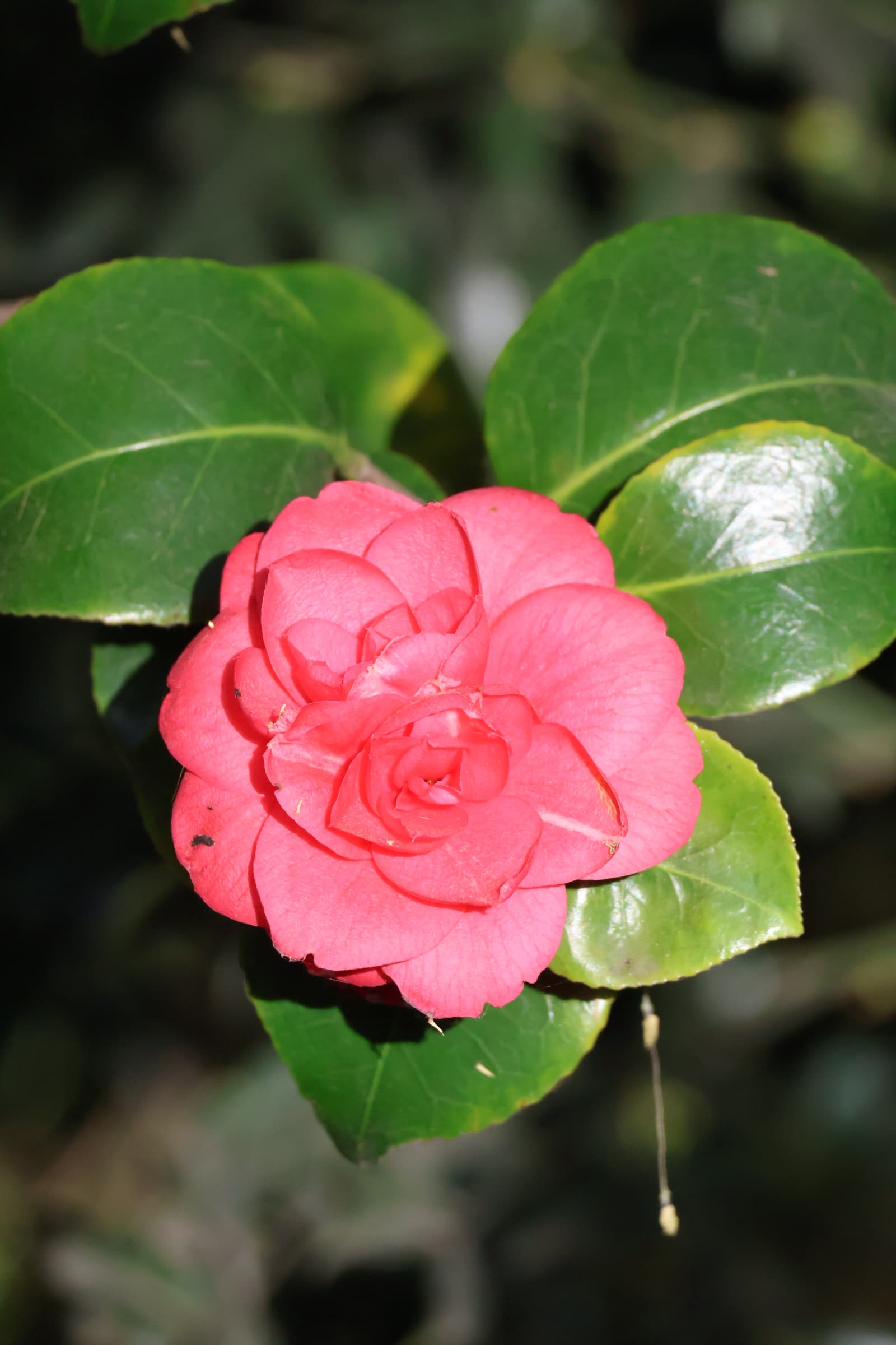 Flower 116