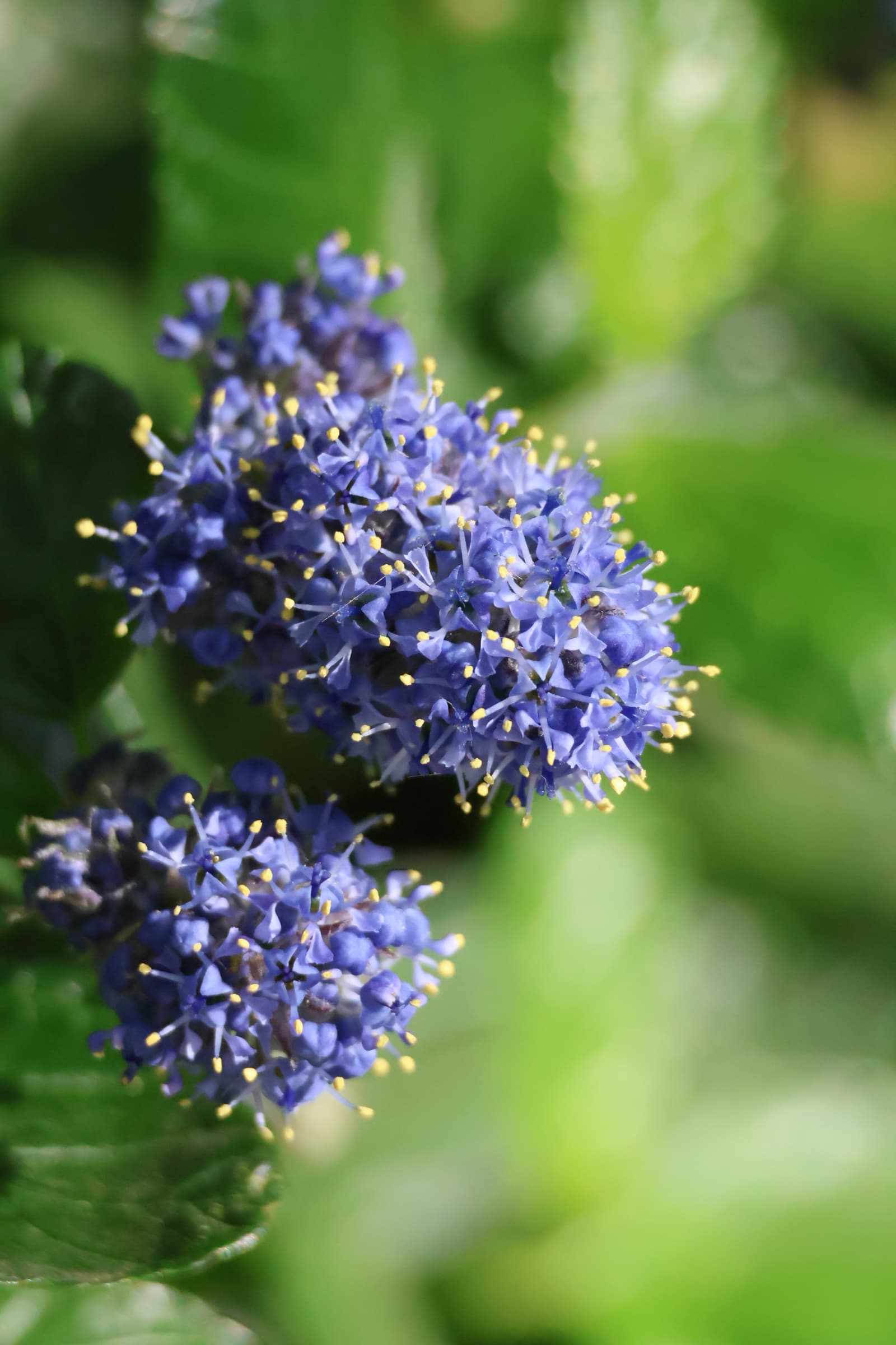 Flower 289