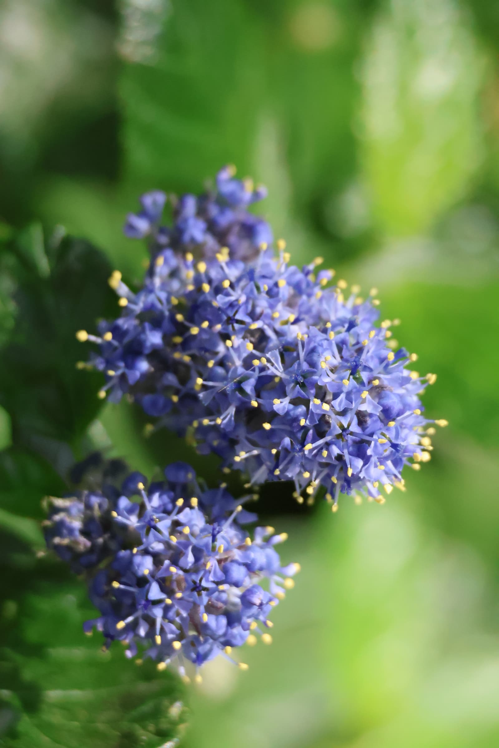 Flower 285