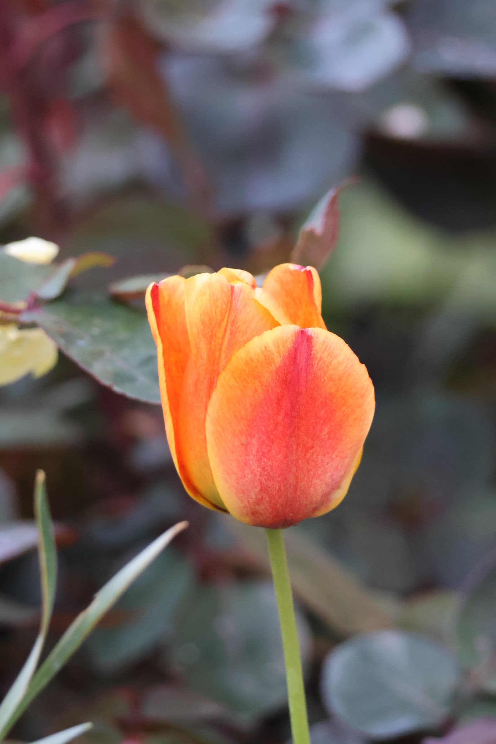 Flower 529