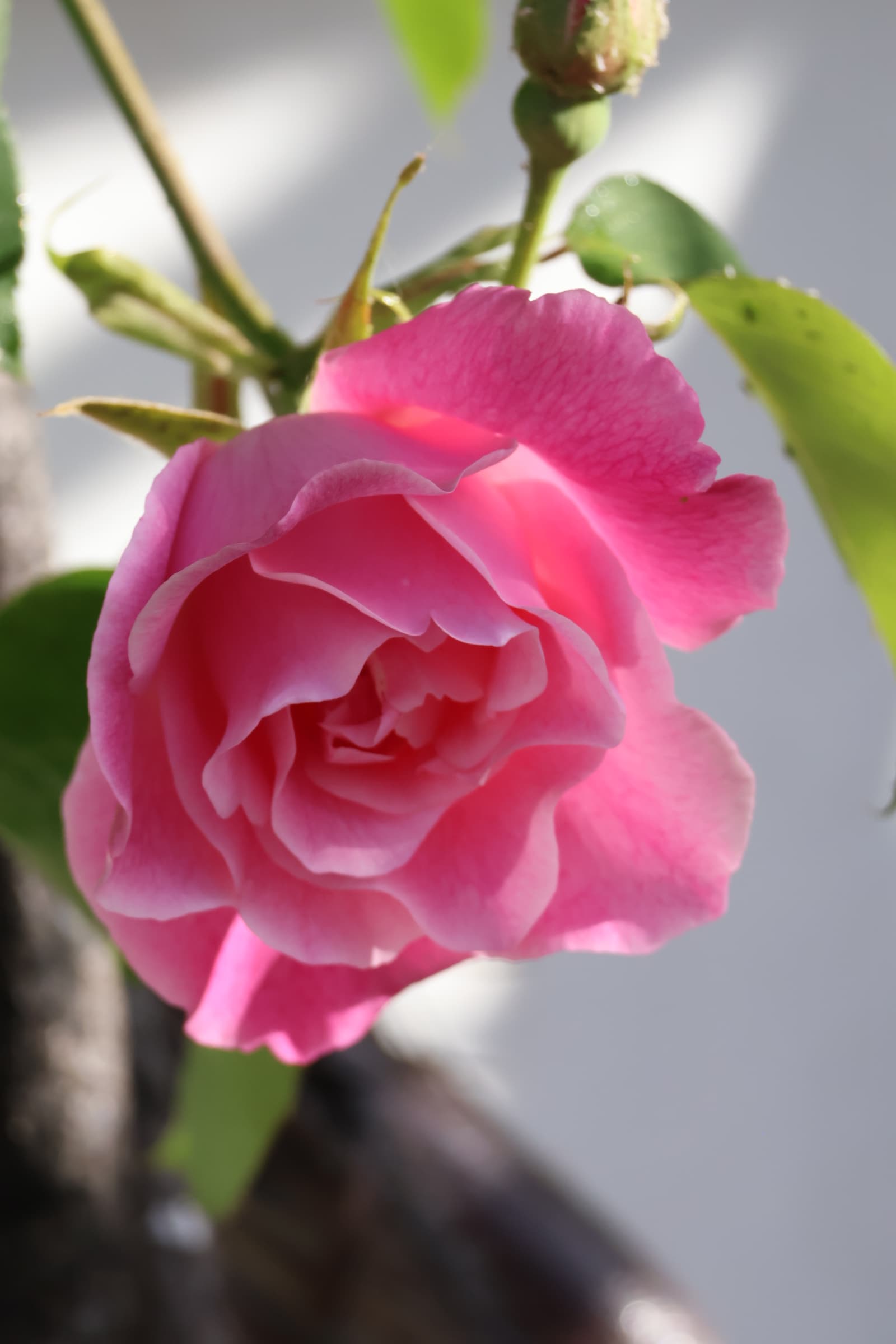 Flower 239