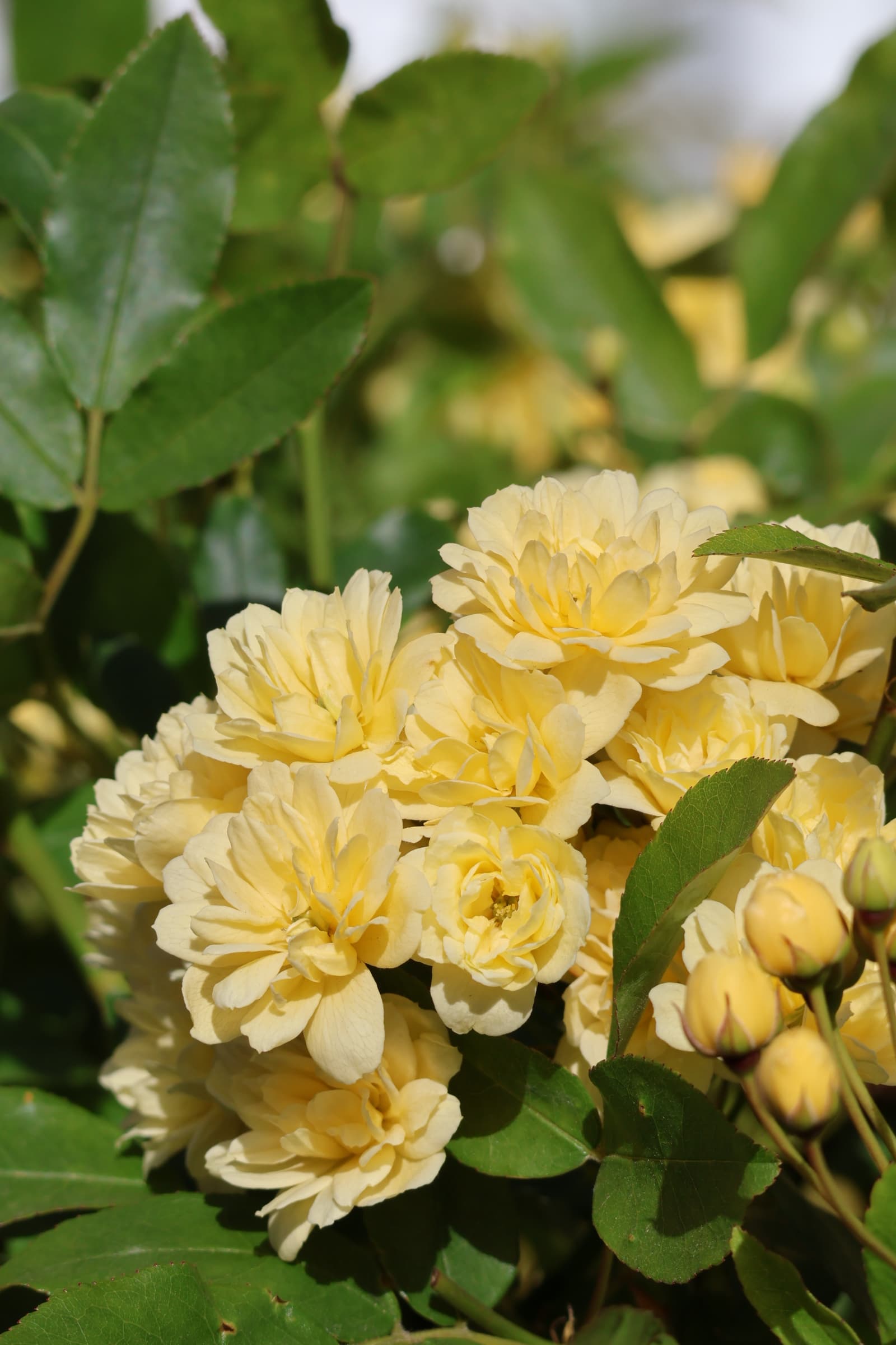Flower 353