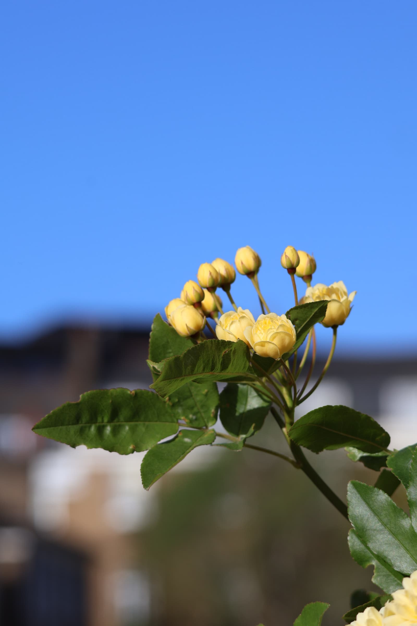 Flower 81