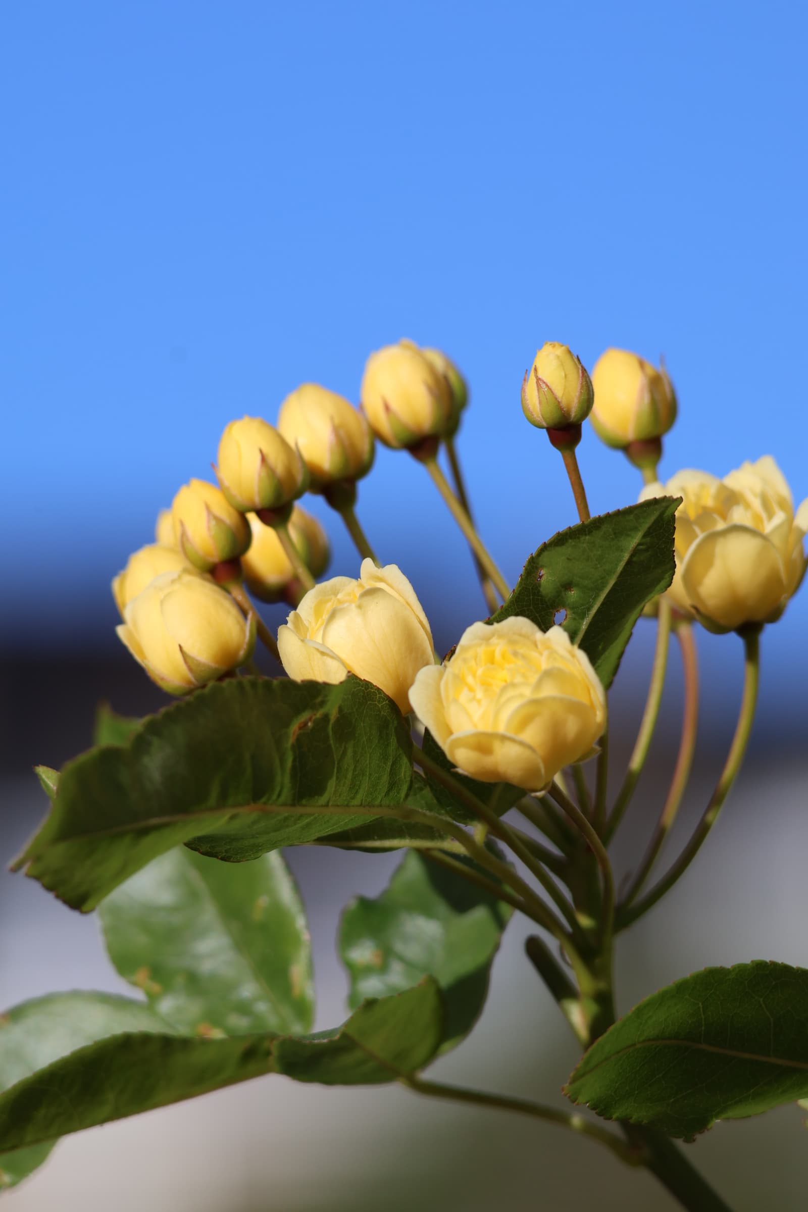 Flower 275