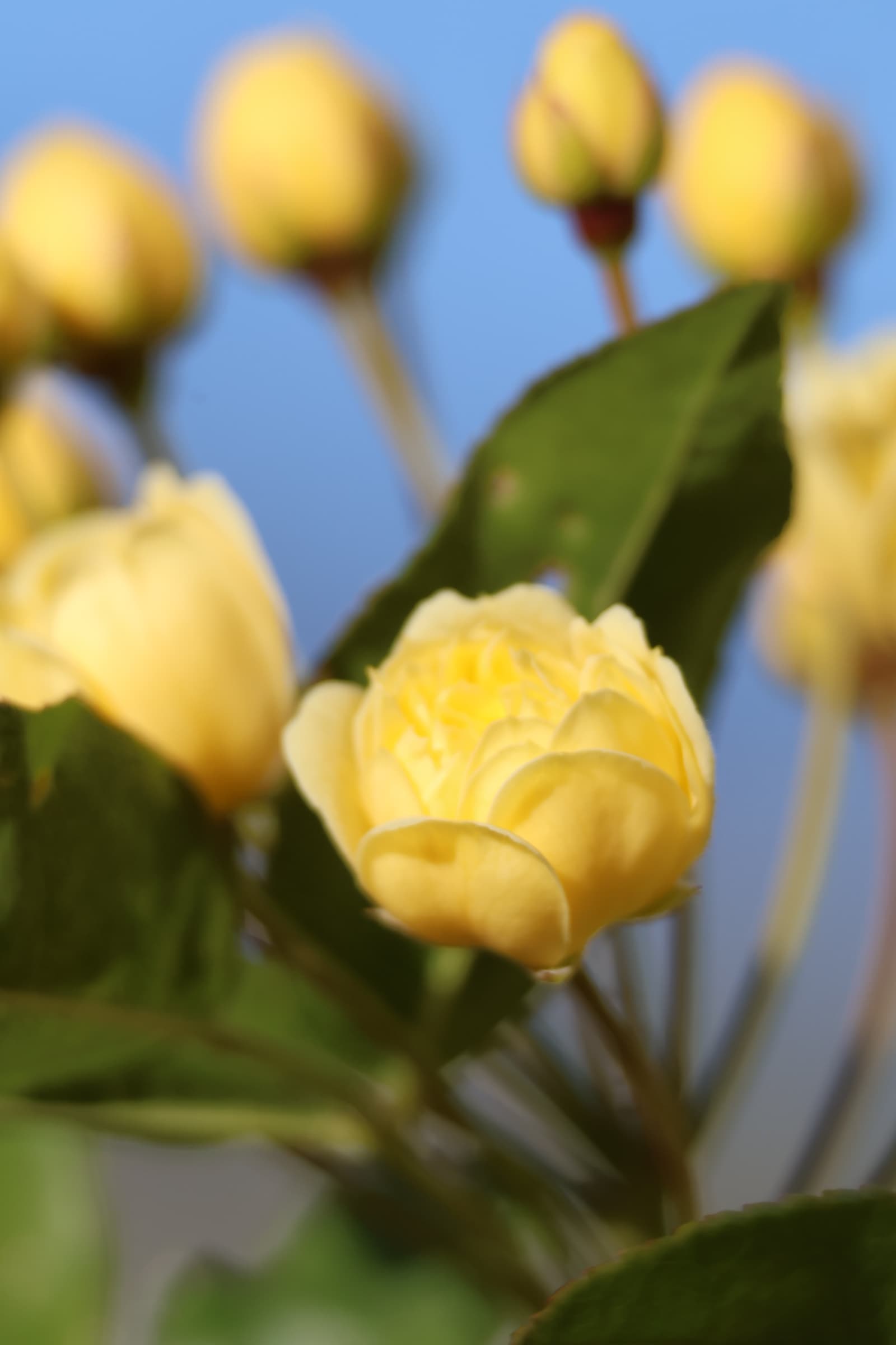 Flower 78
