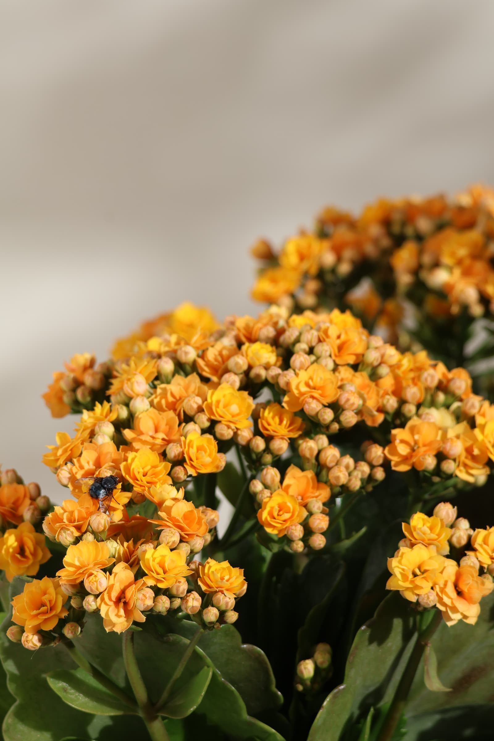 Flower 232