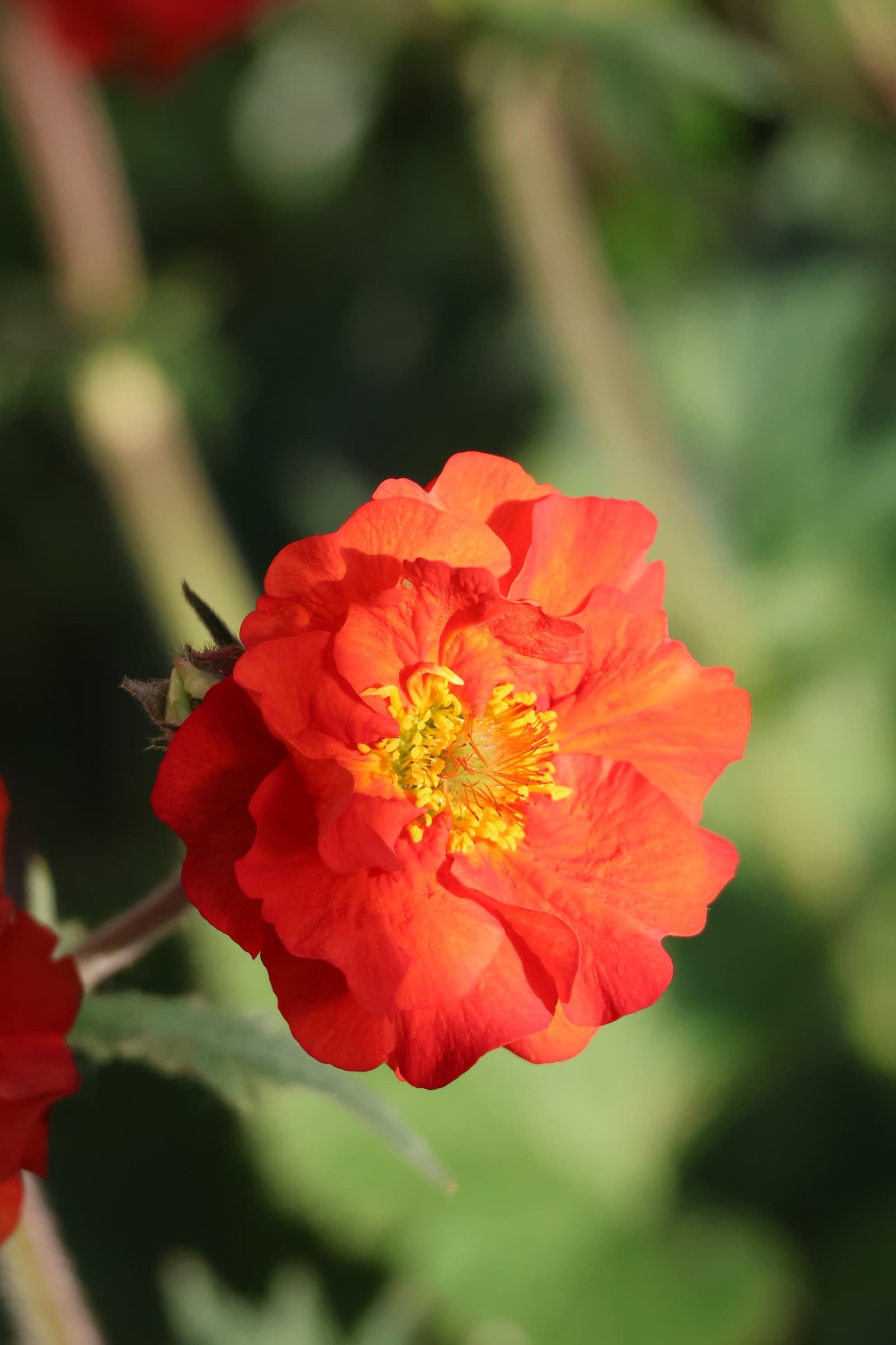Flower 185