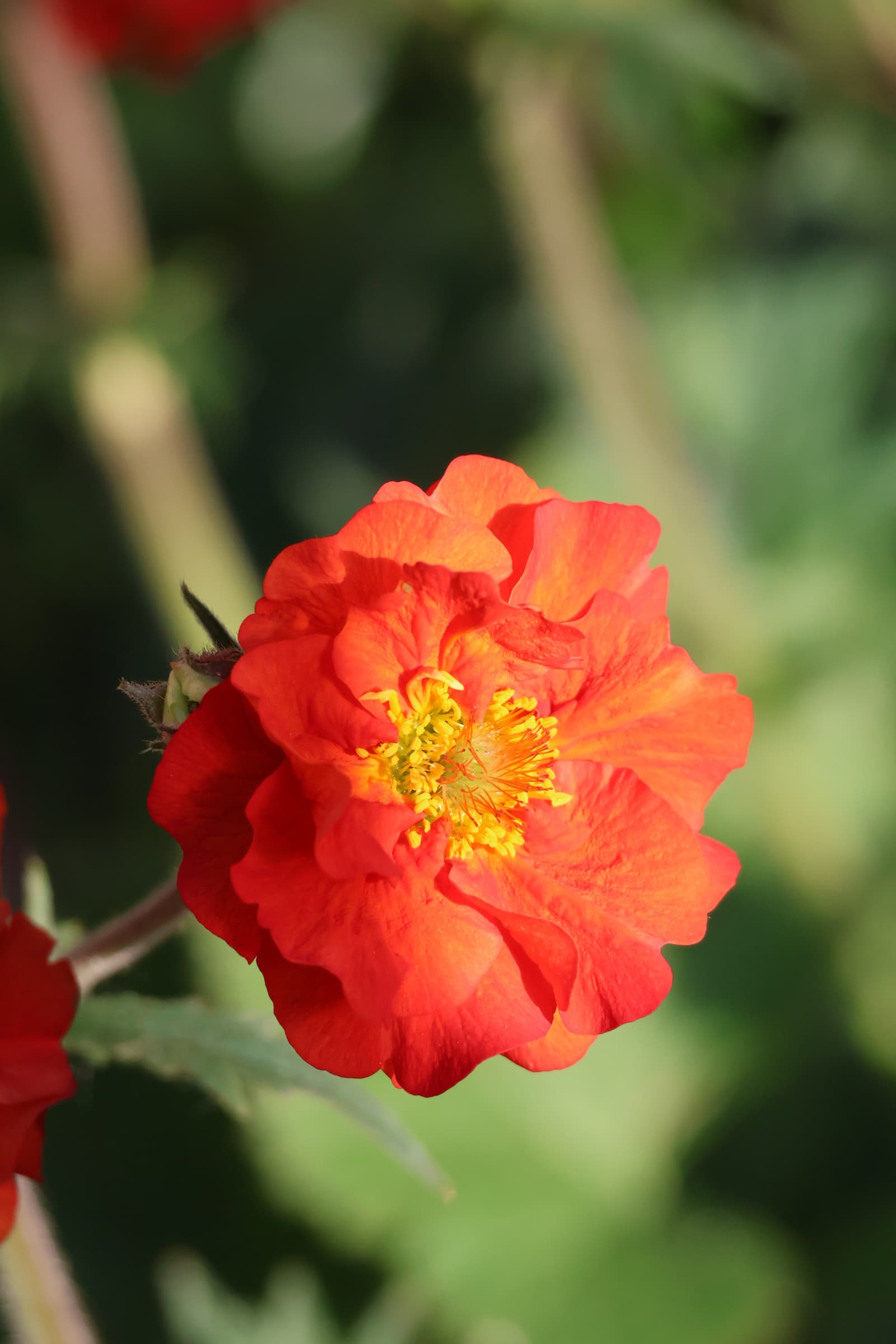 Flower 500