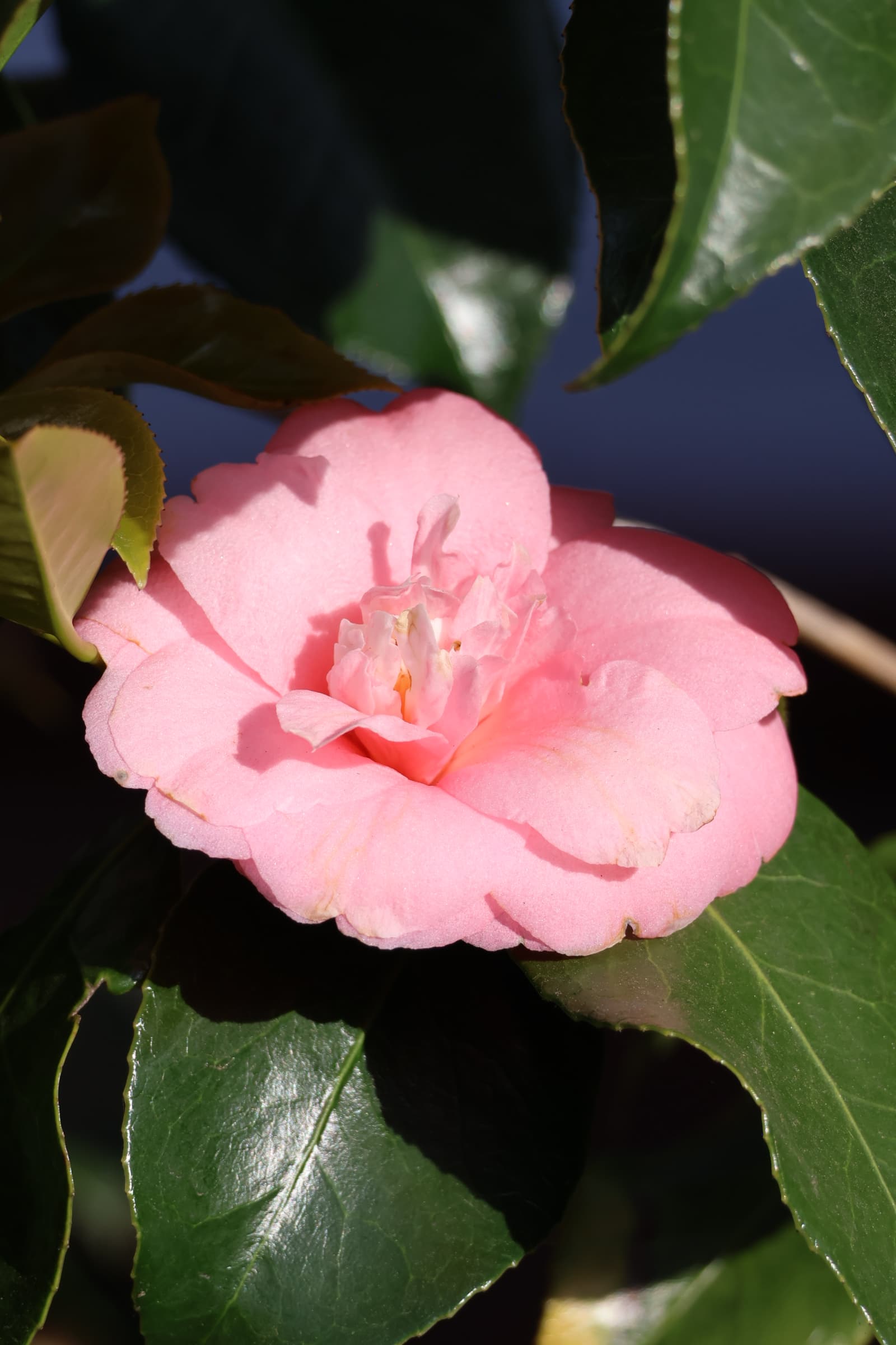 Flower 339