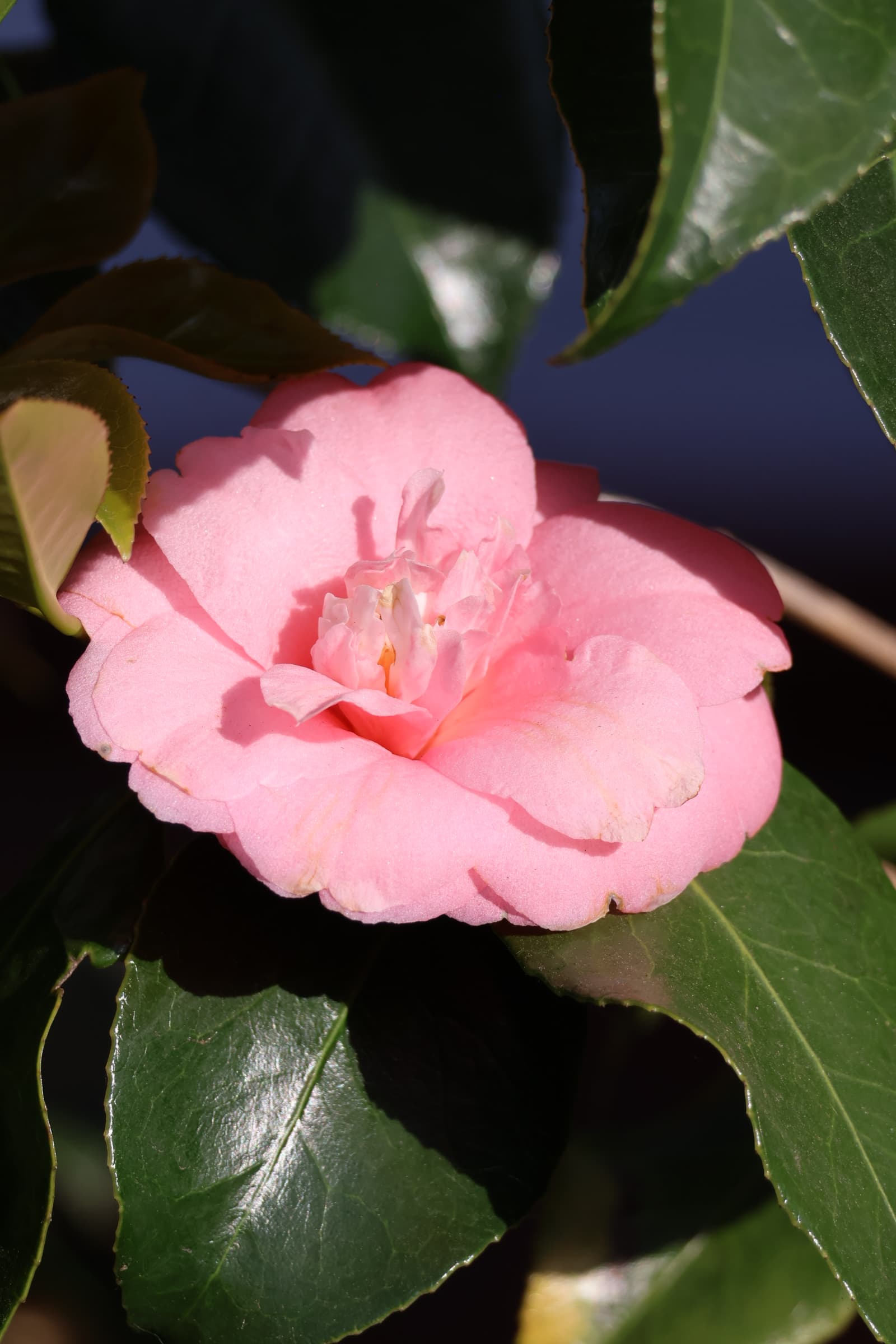 Flower 403