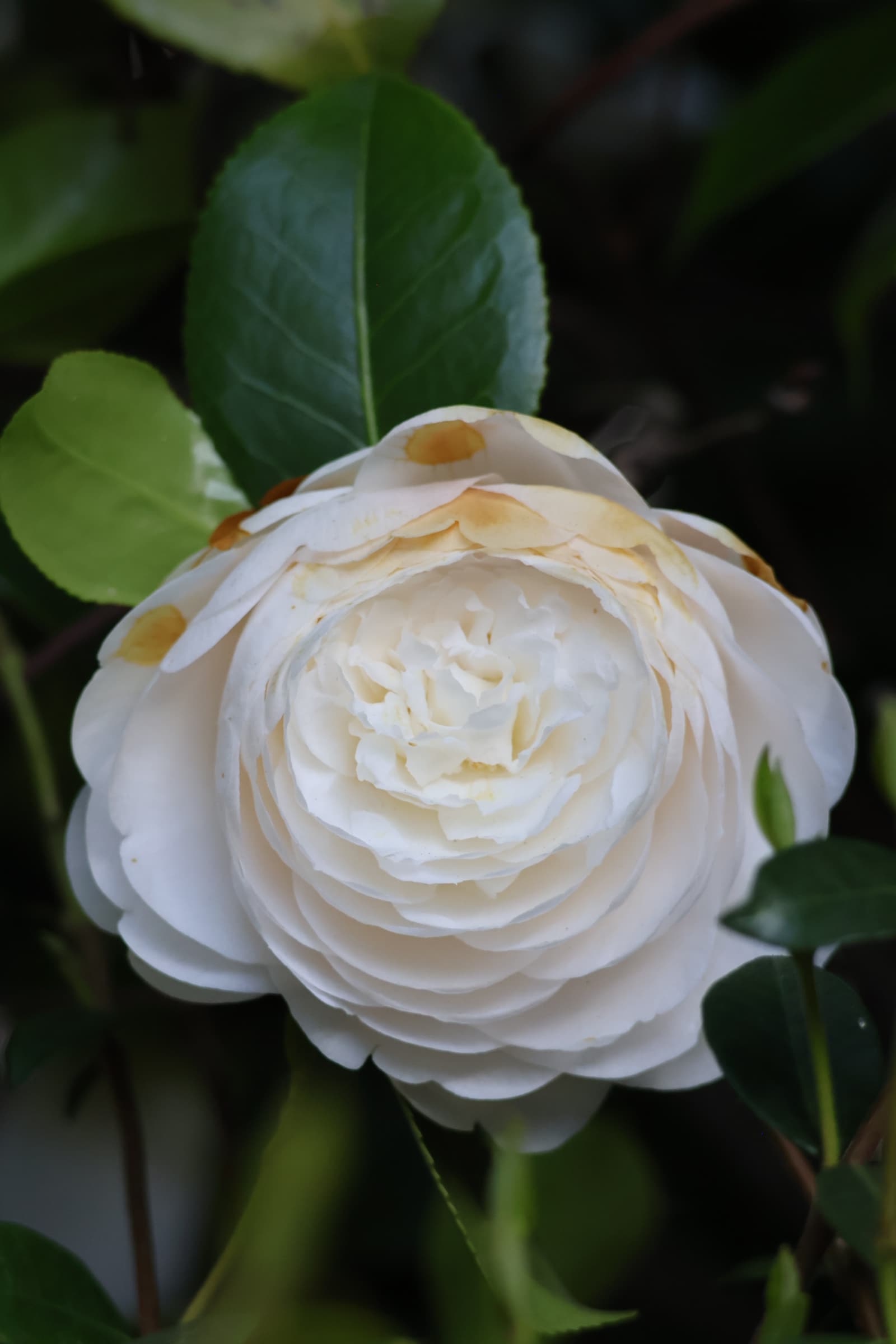 Flower 203