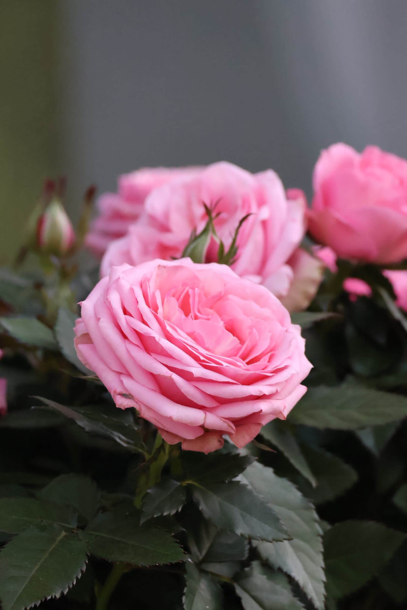 Flower 20