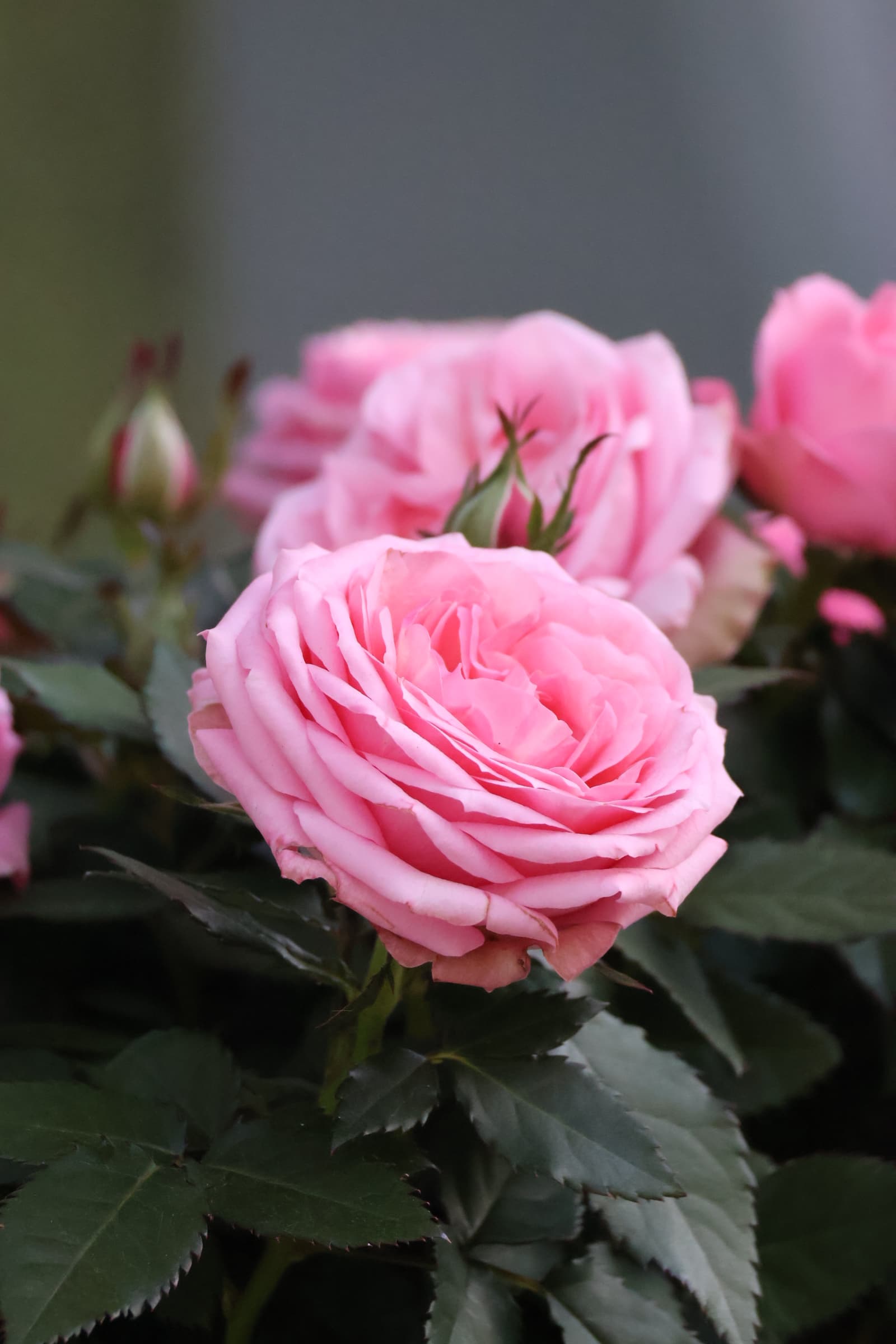 Flower 313