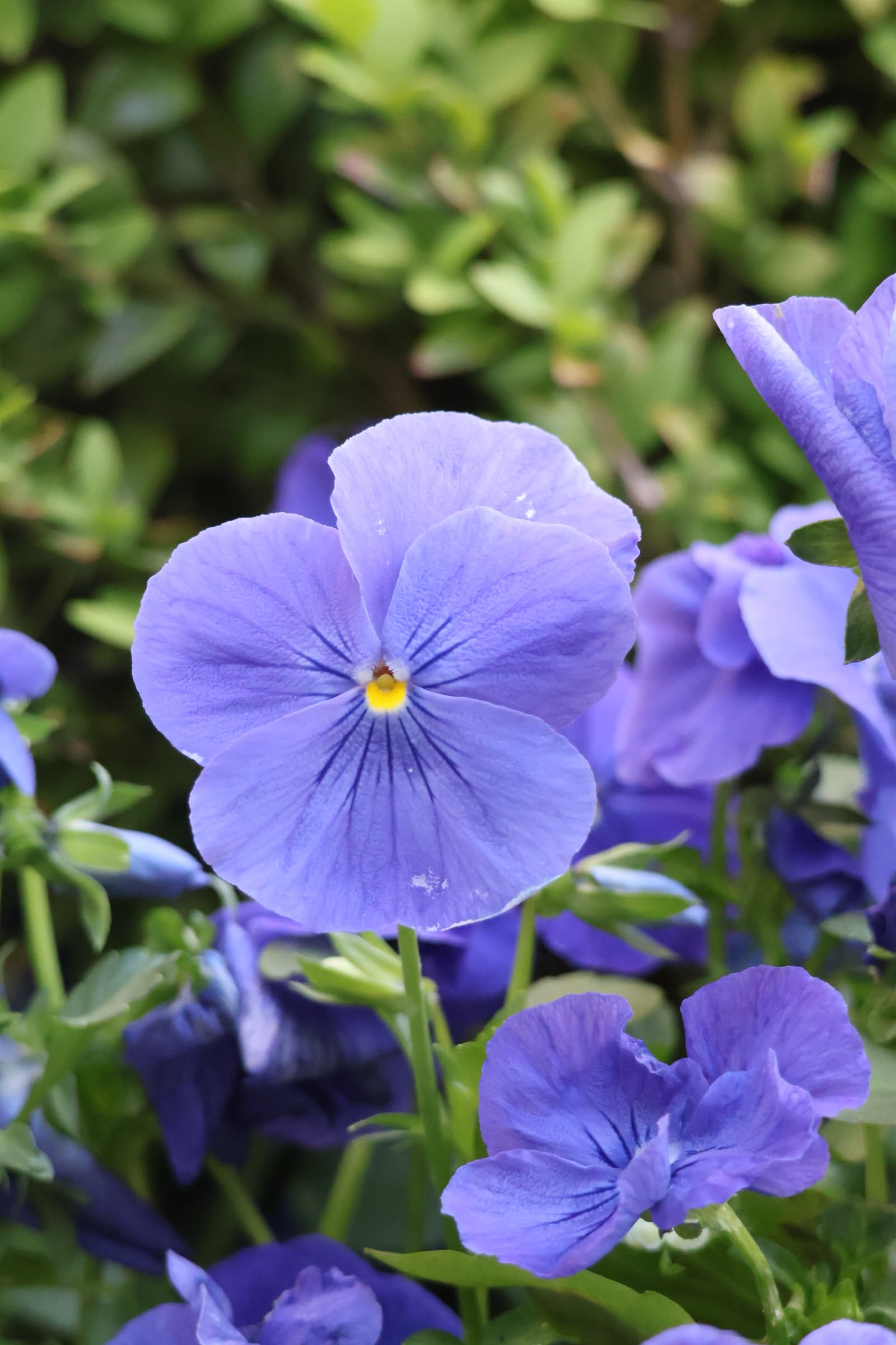 Flower 104