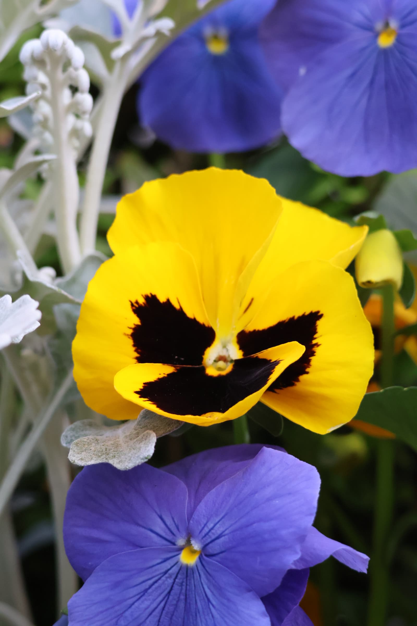 Flower 58