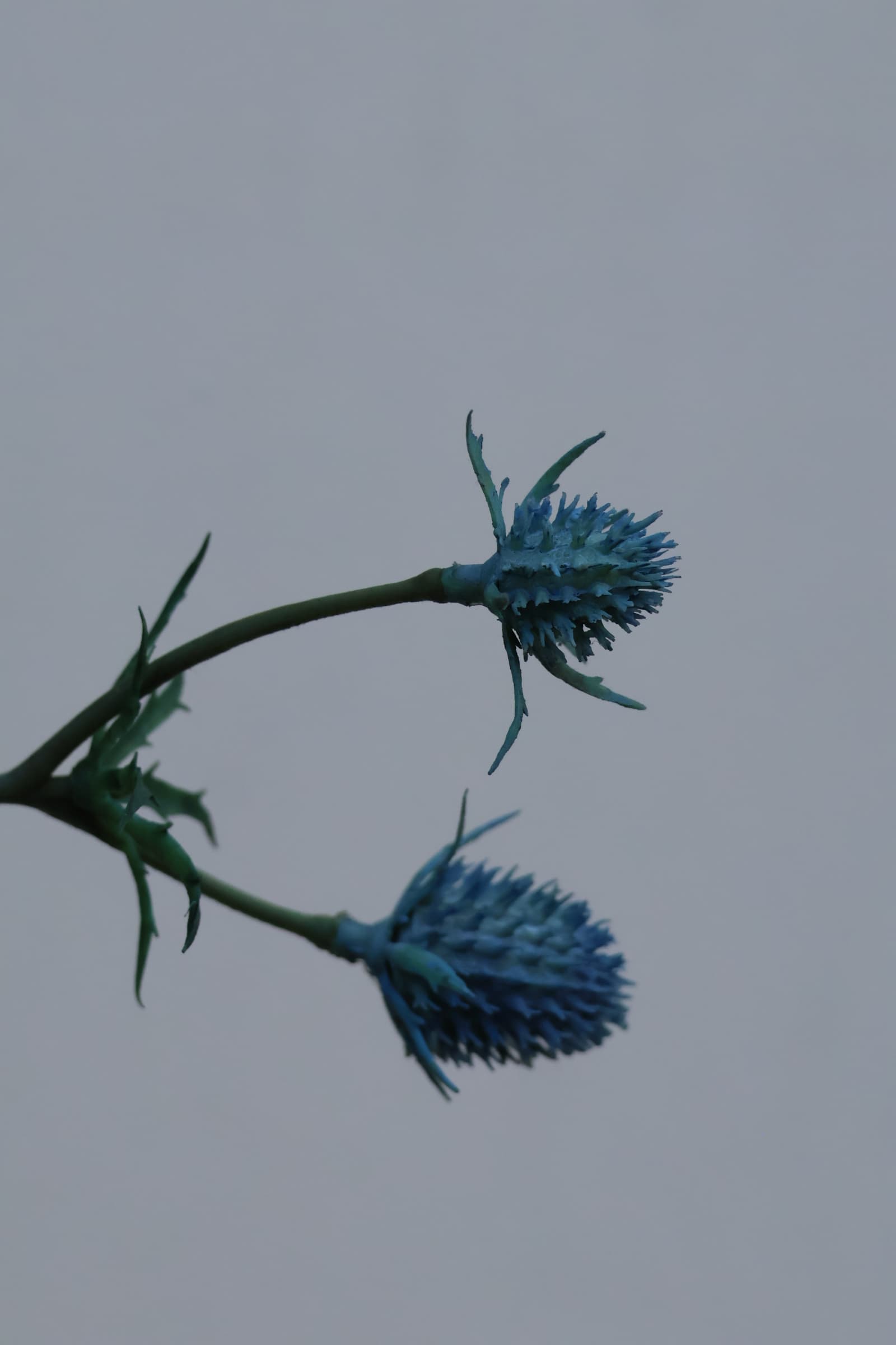 Flower 113