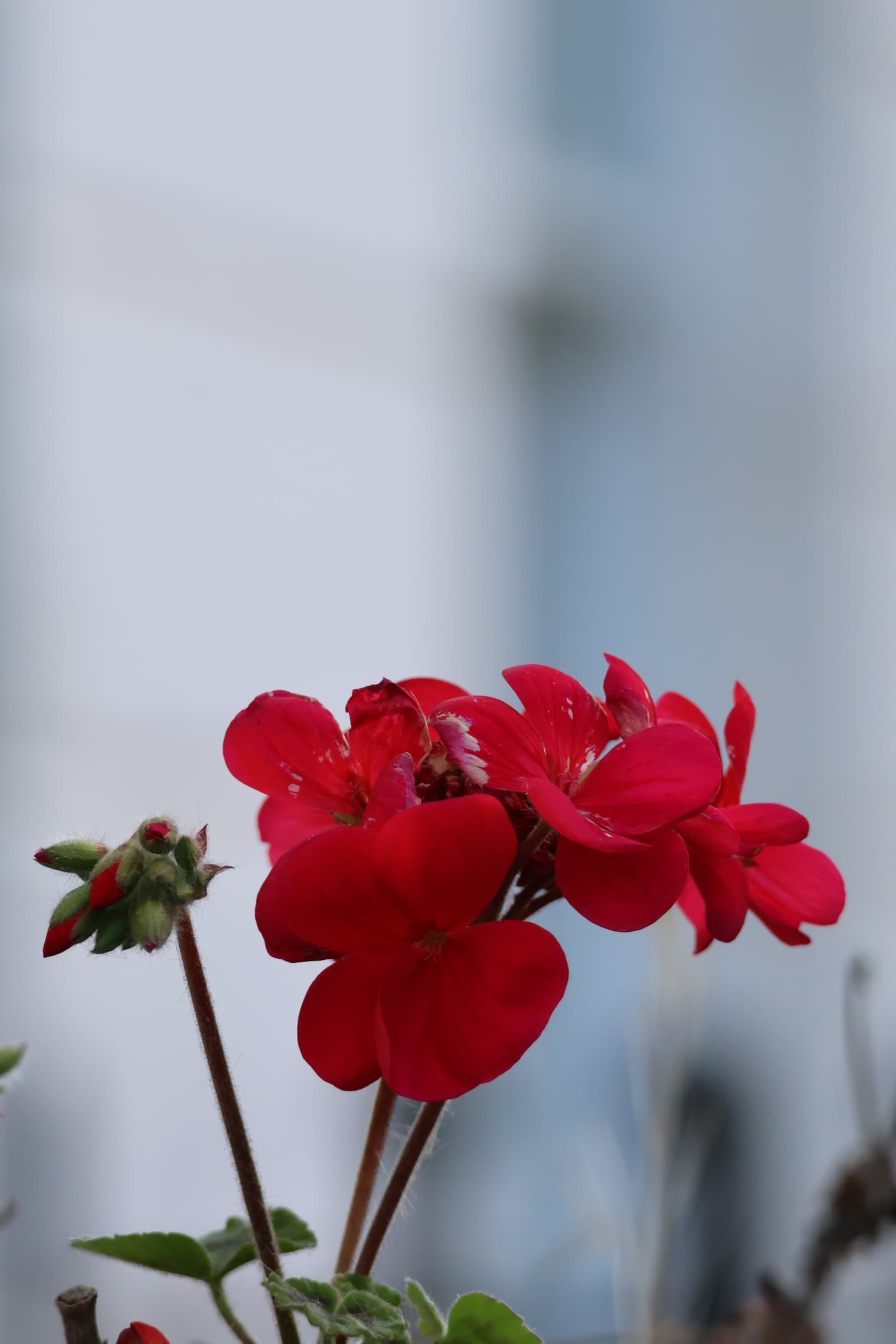 Flower 137