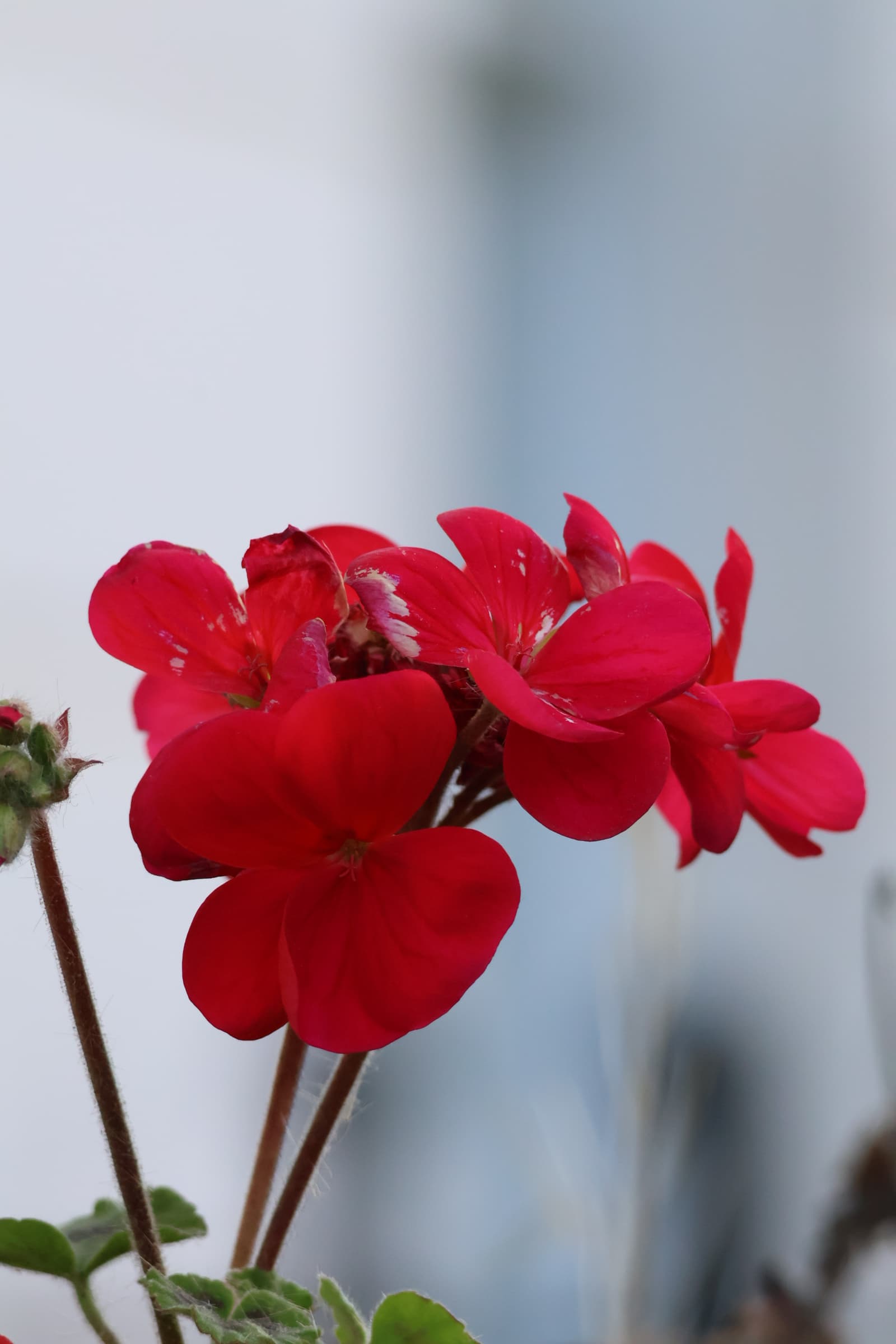 Flower 56
