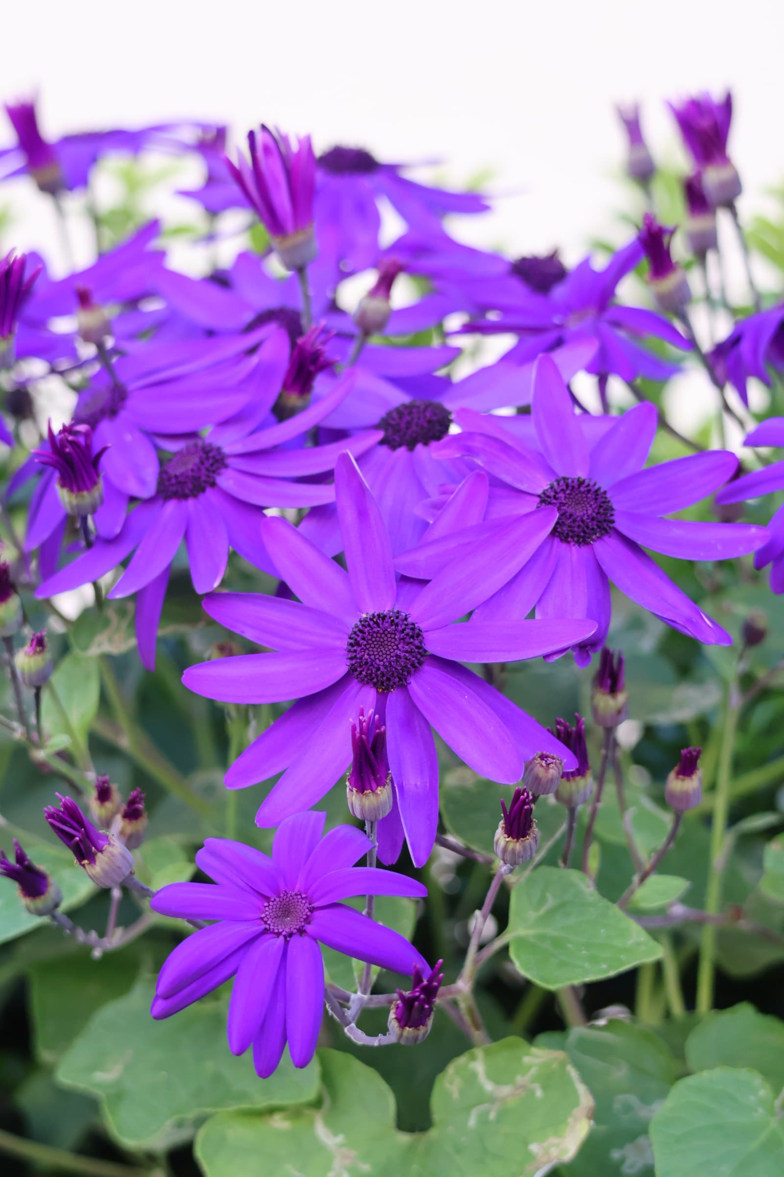 Flower 221