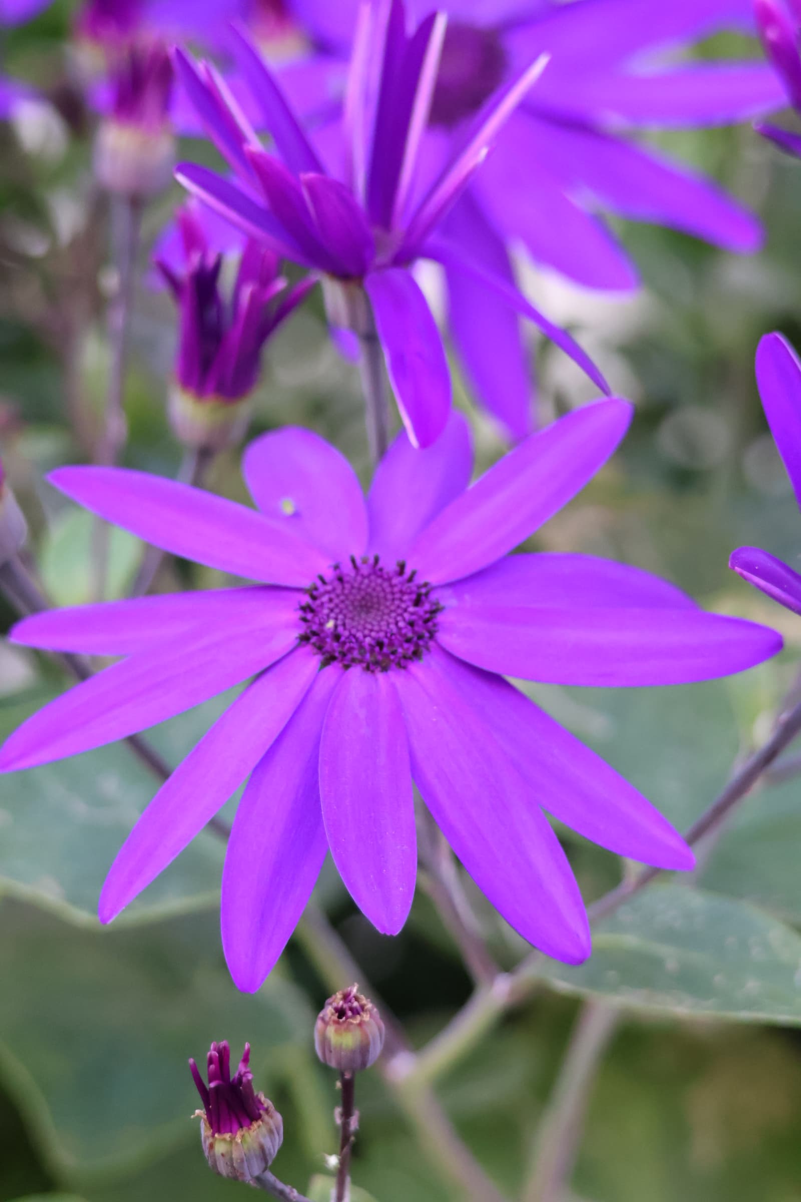 Flower 32