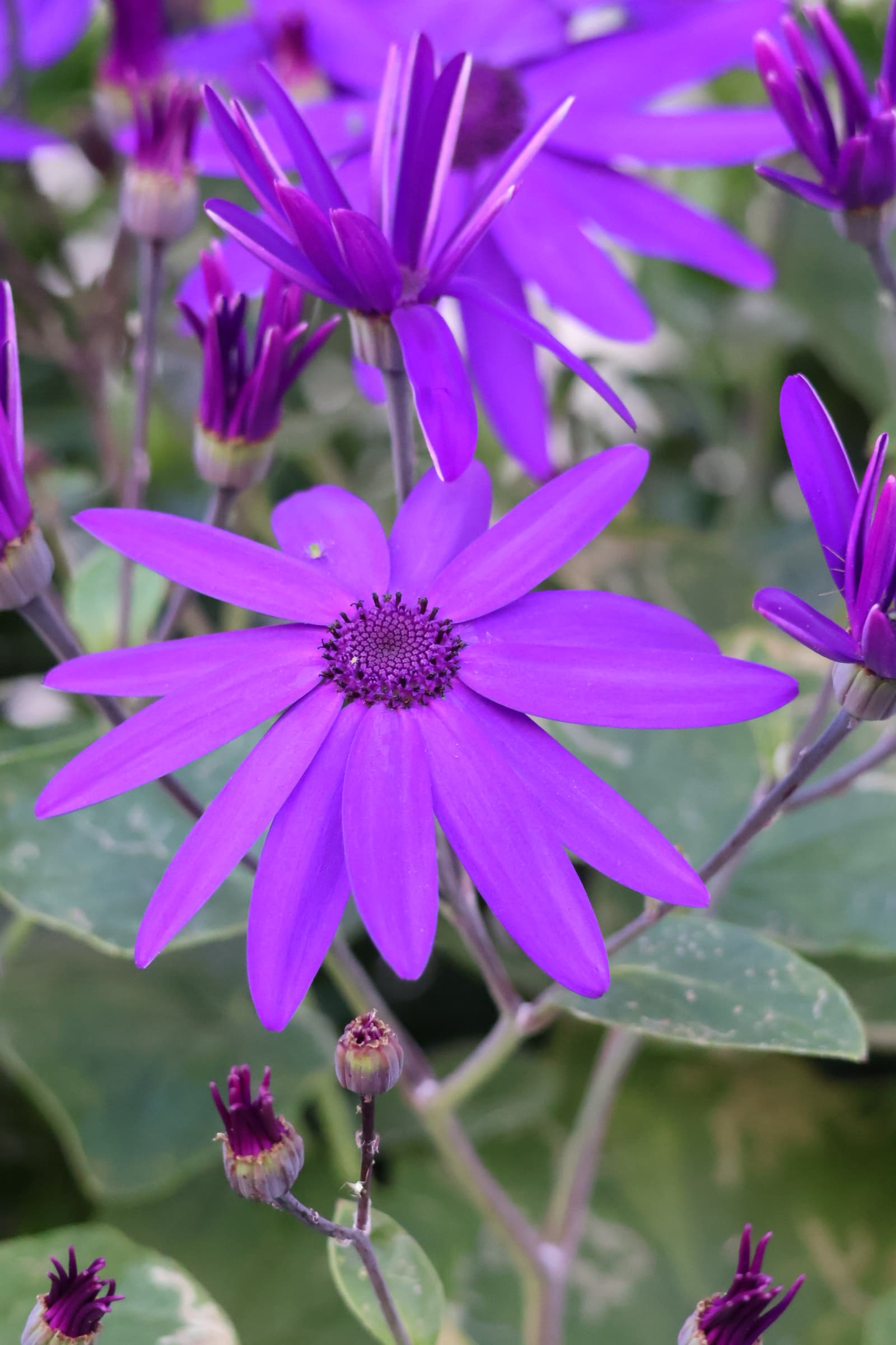 Flower 470