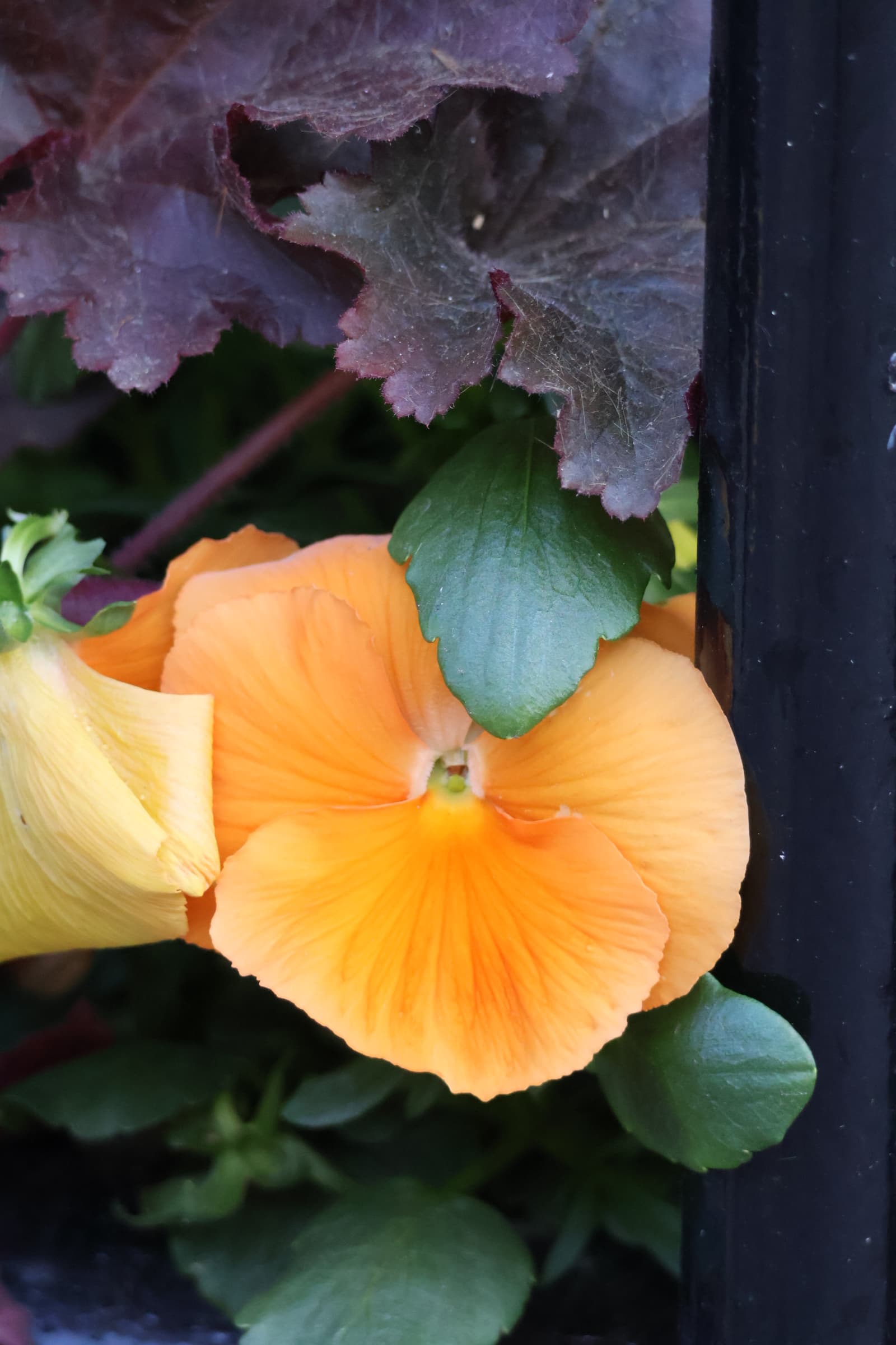 Flower 254