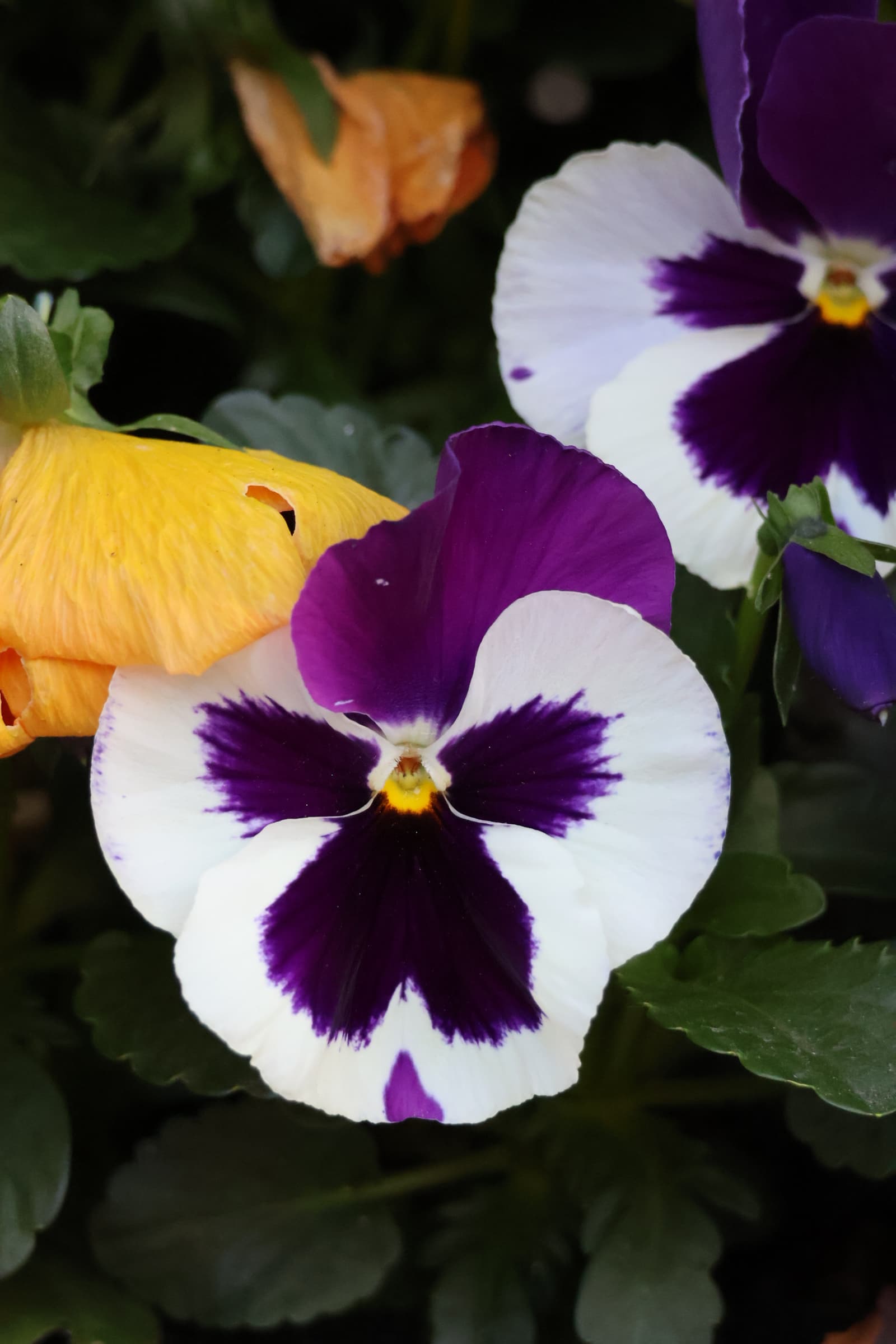 Flower 62