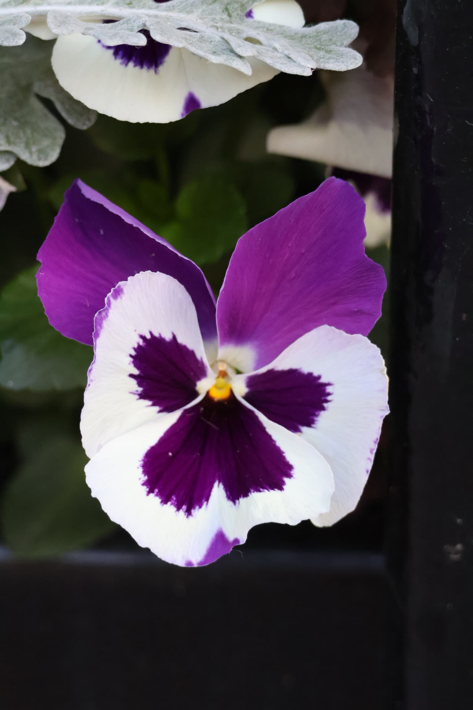 Flower 322