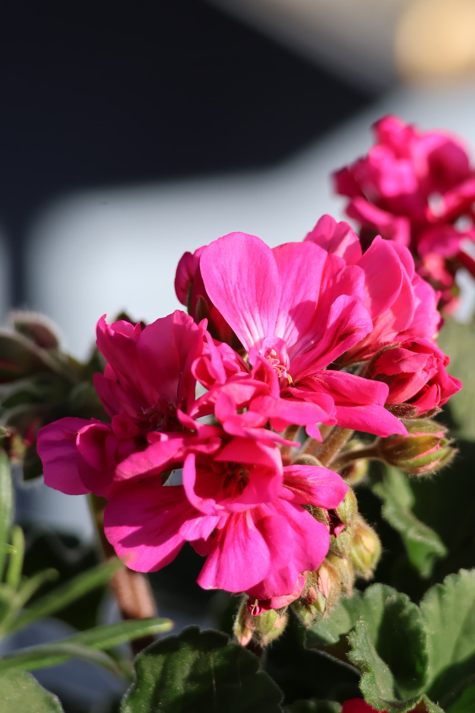 Flower 398