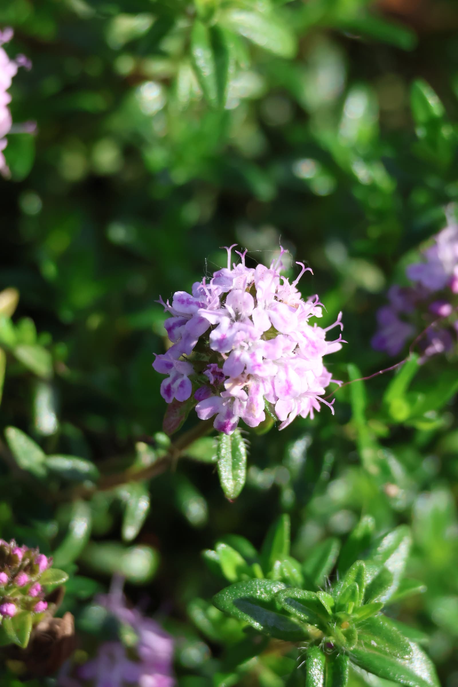 Flower 281