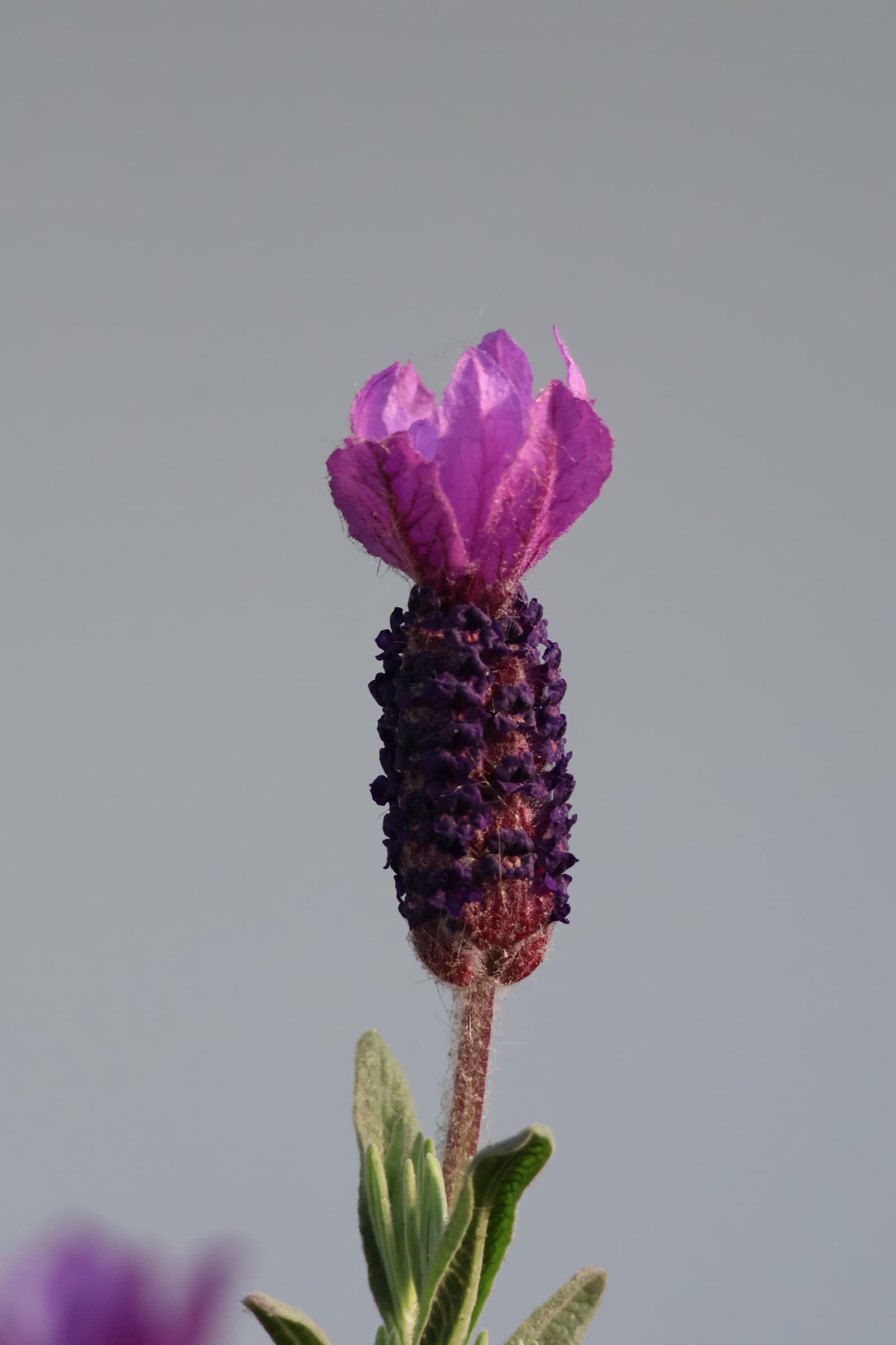 Flower 319
